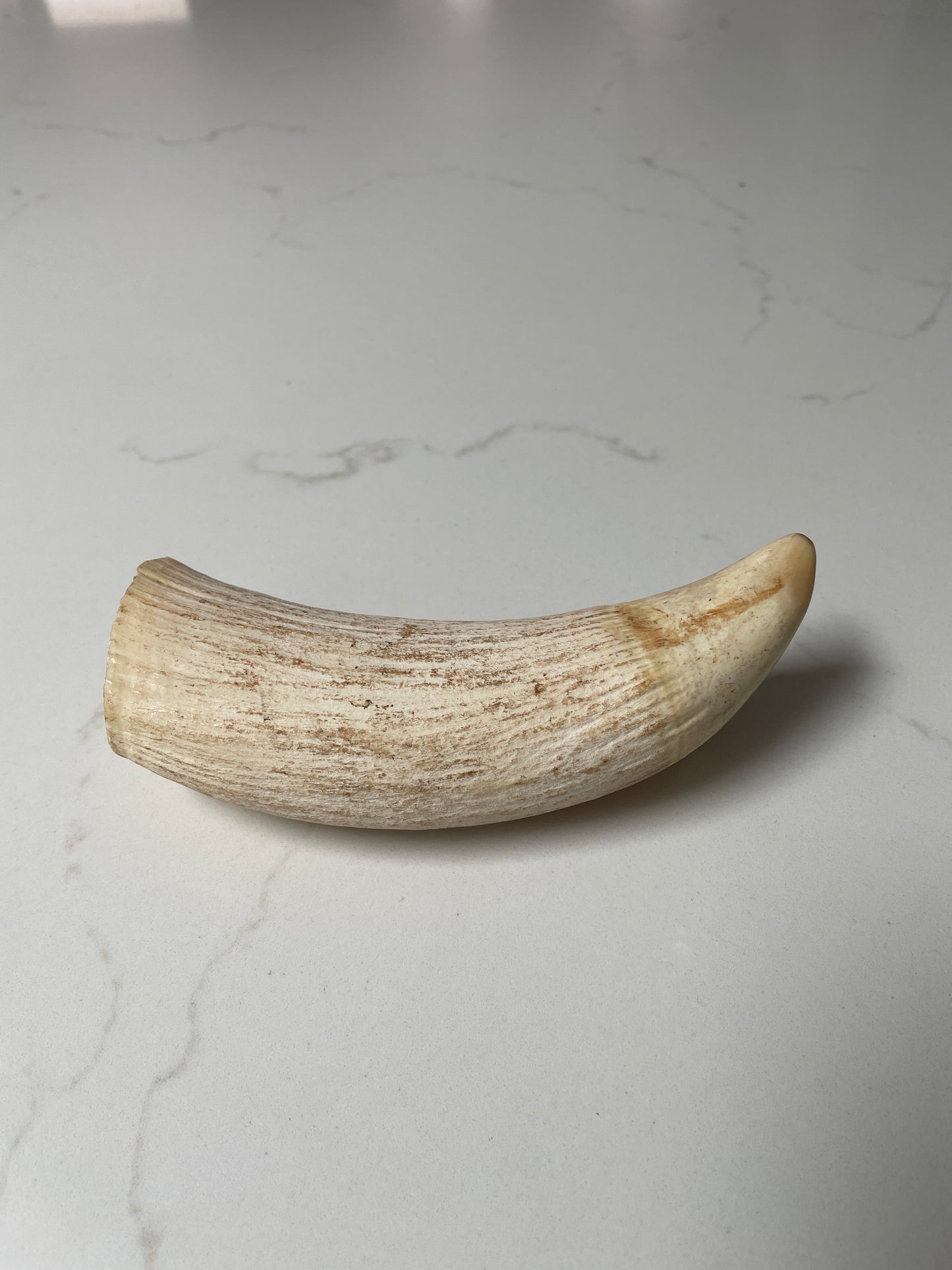 Sperm Whale Tooth