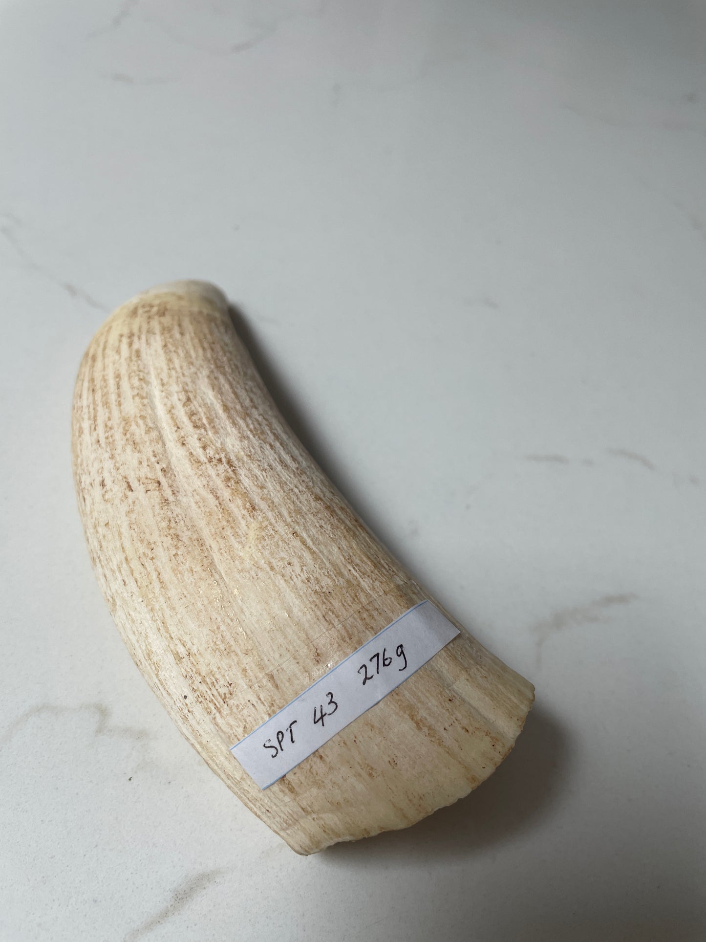 Sperm Whale Tooth