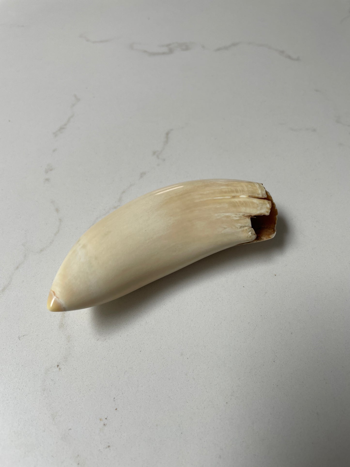 Sperm Whale Tooth