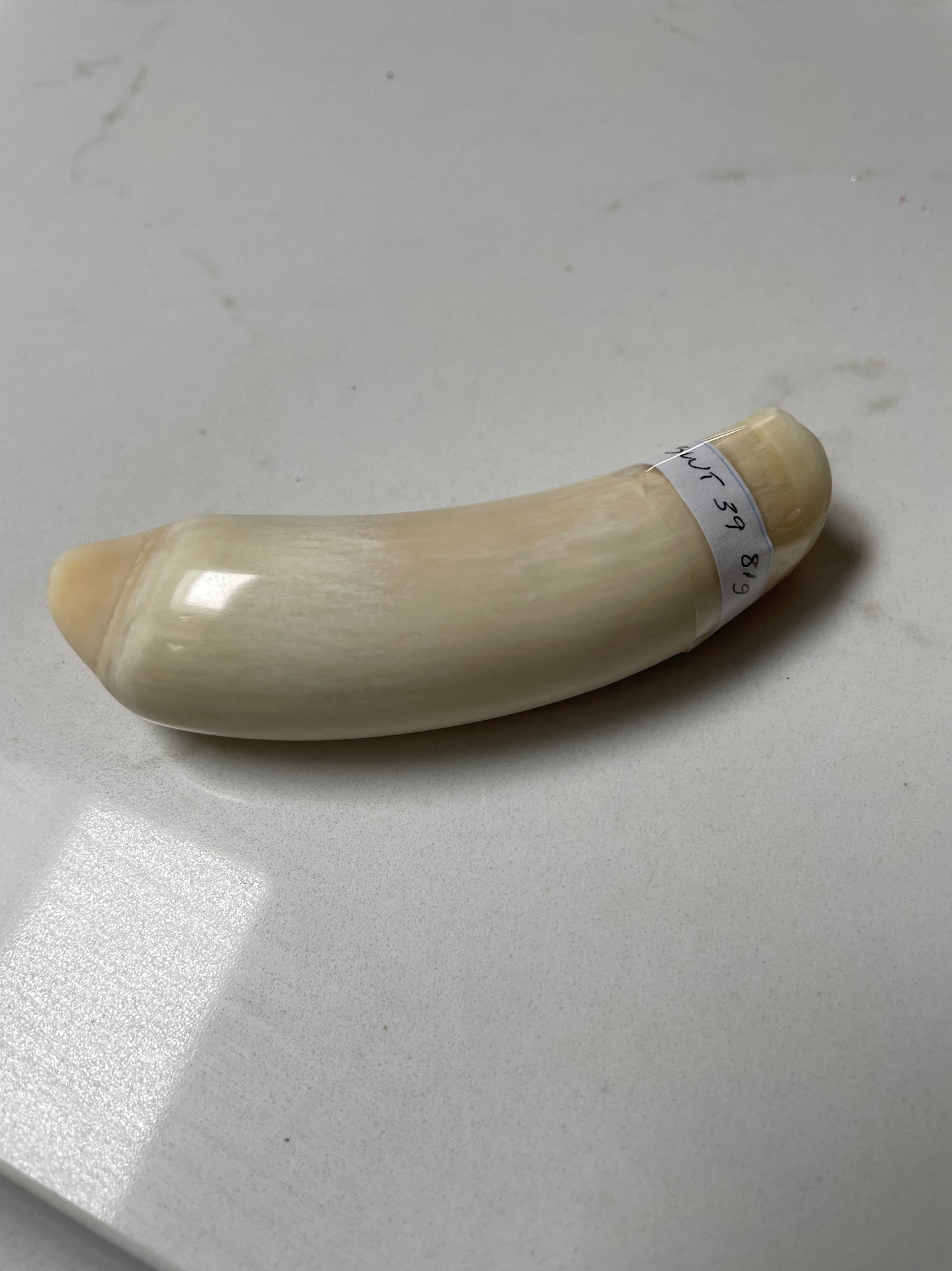 Sperm Whale Tooth