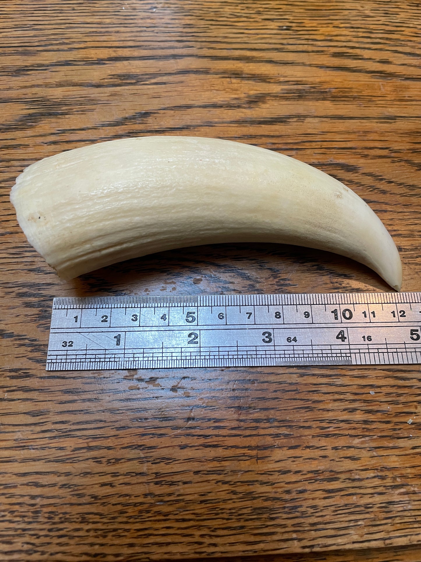 Unpolished Curved Sperm Whale Tooth
