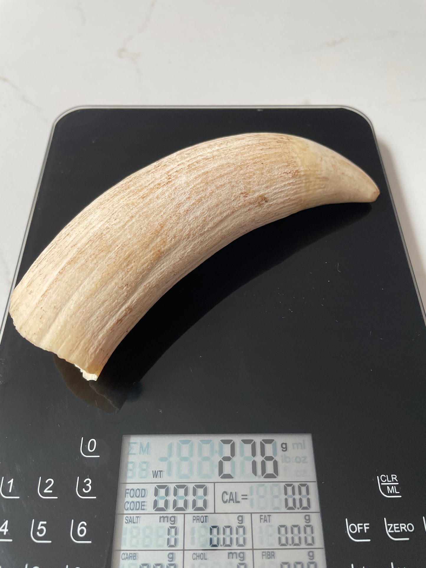 Sperm Whale Tooth