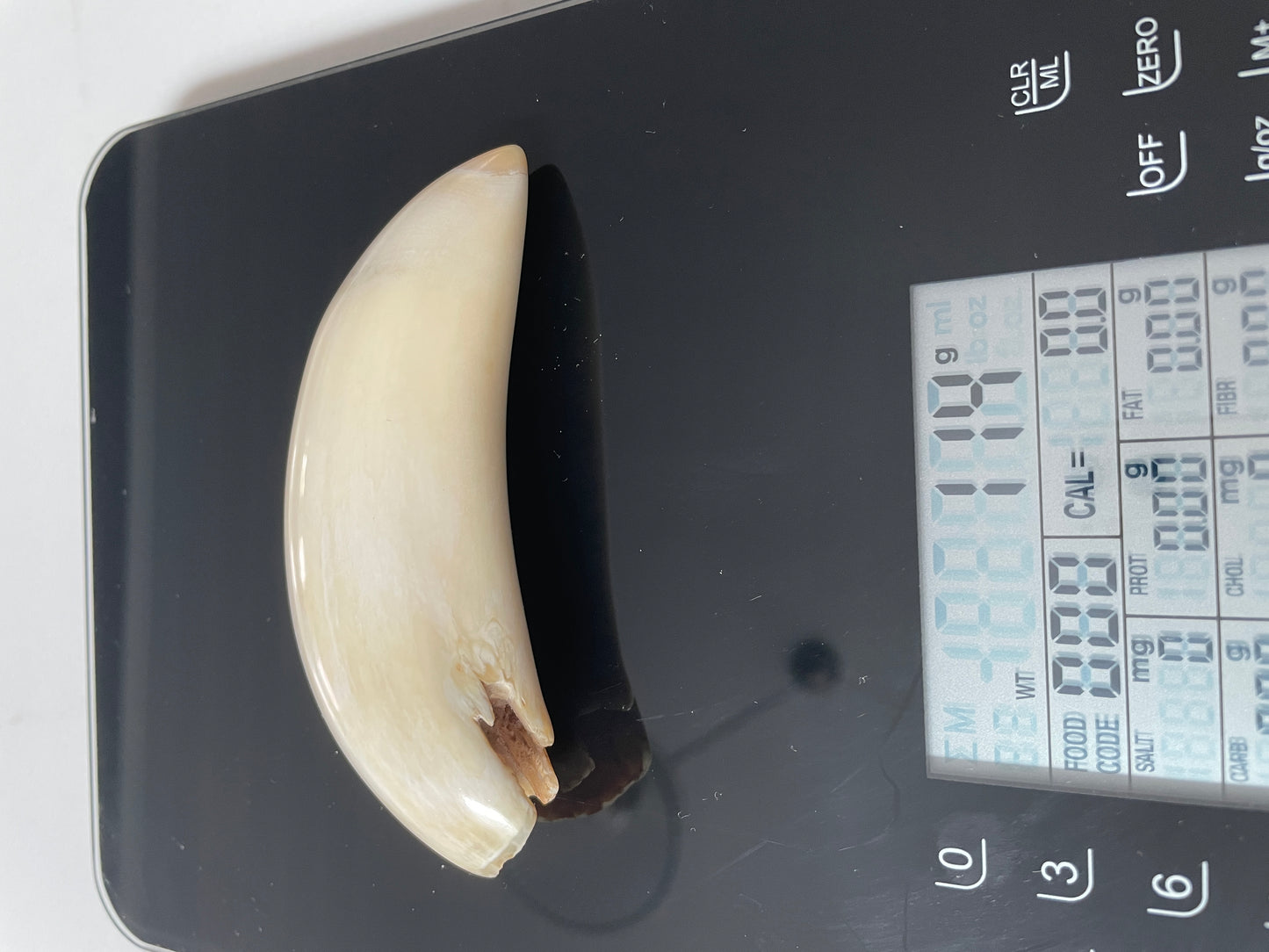 Sperm Whale Tooth