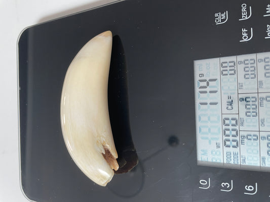 Sperm Whale Tooth