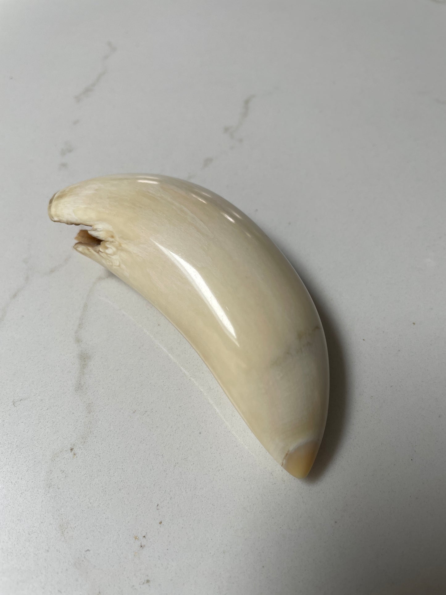 Sperm Whale Tooth