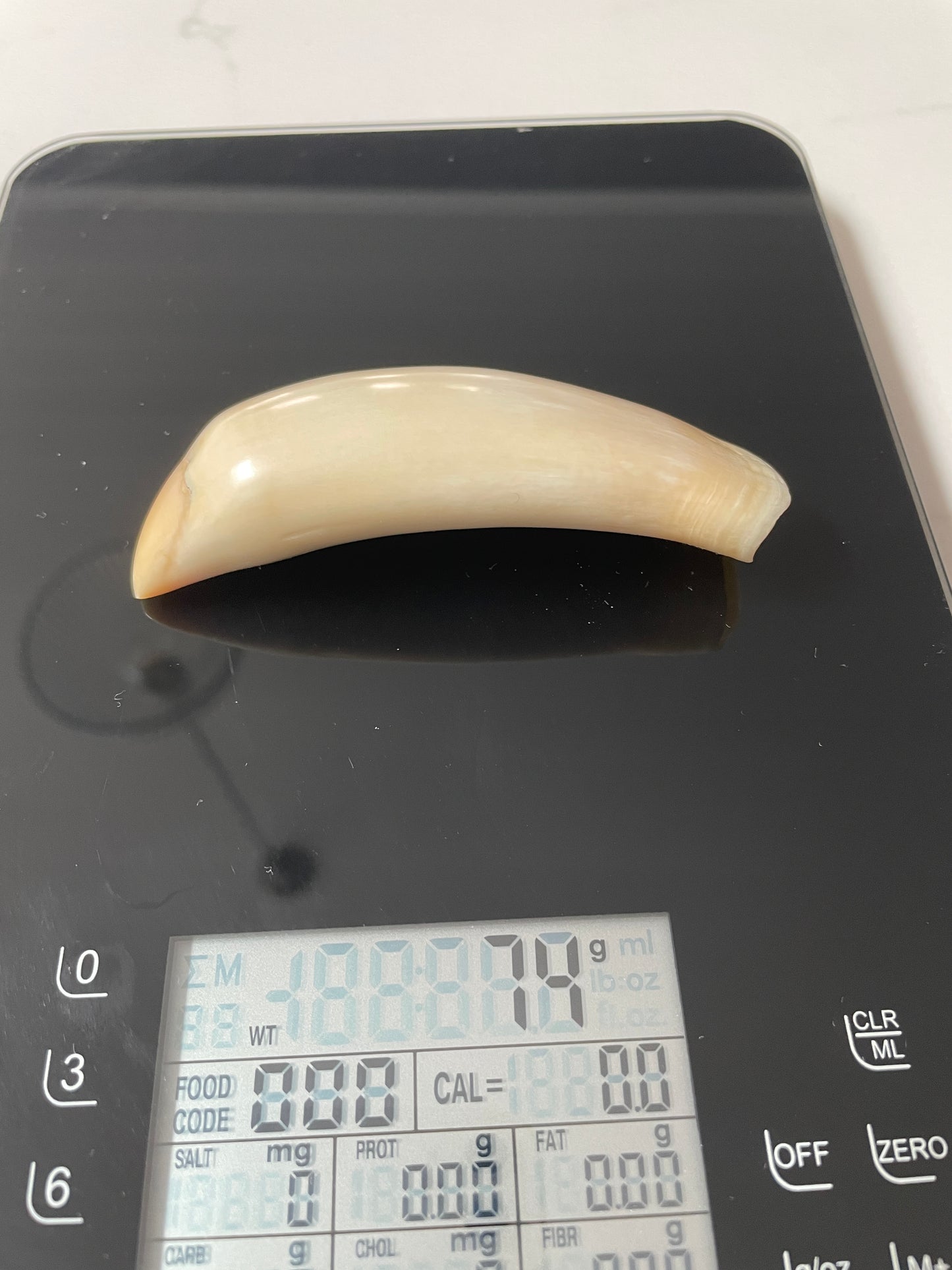 Sperm Whale Tooth