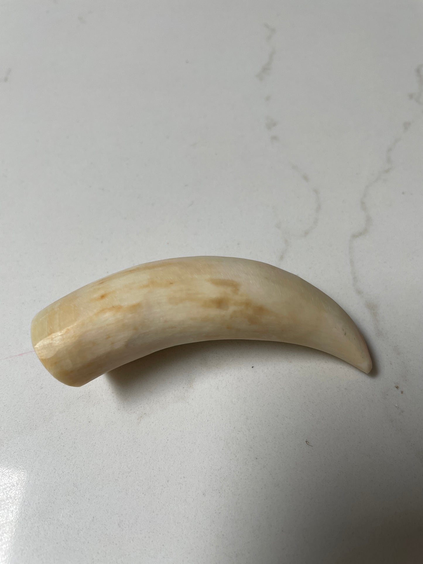 Unpolishe Sperm Whale Tooth