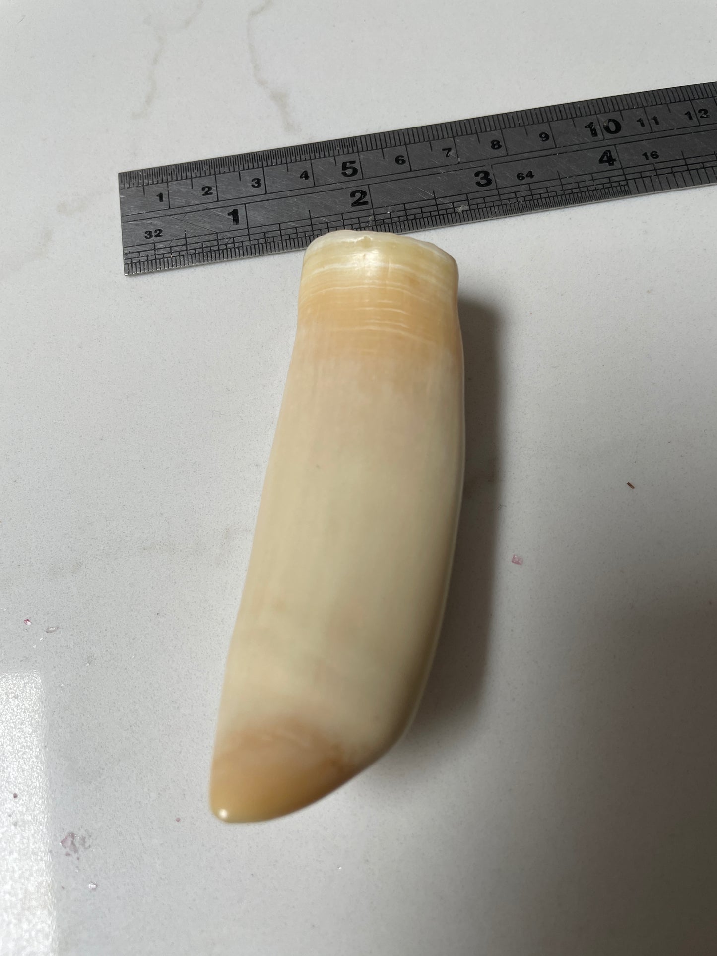 Sperm Whale Tooth