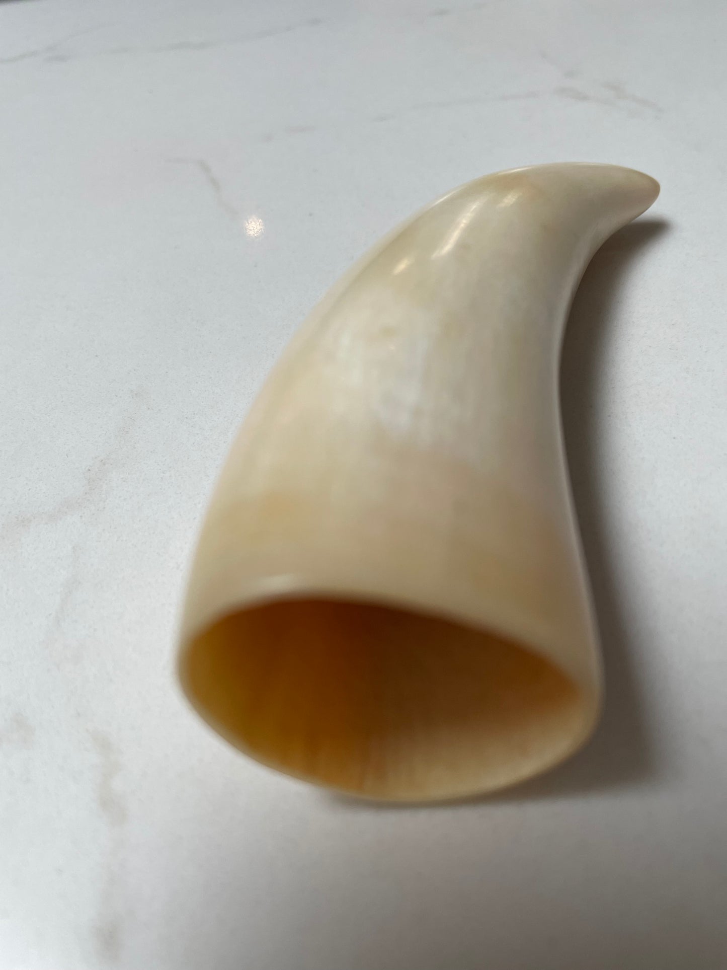 Sperm Whale Tooth SWT 6