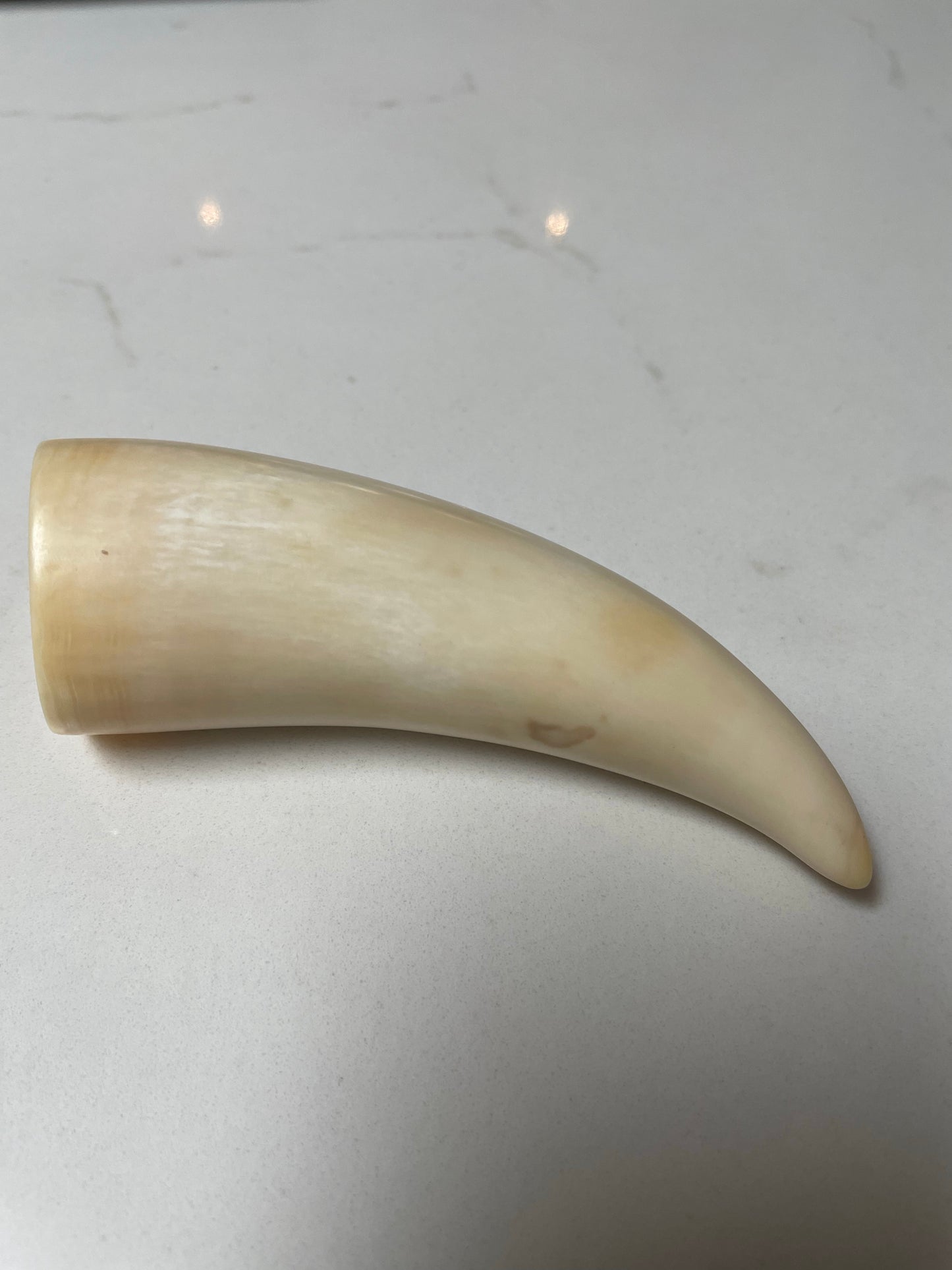 Sperm Whale Tooth SWT 6