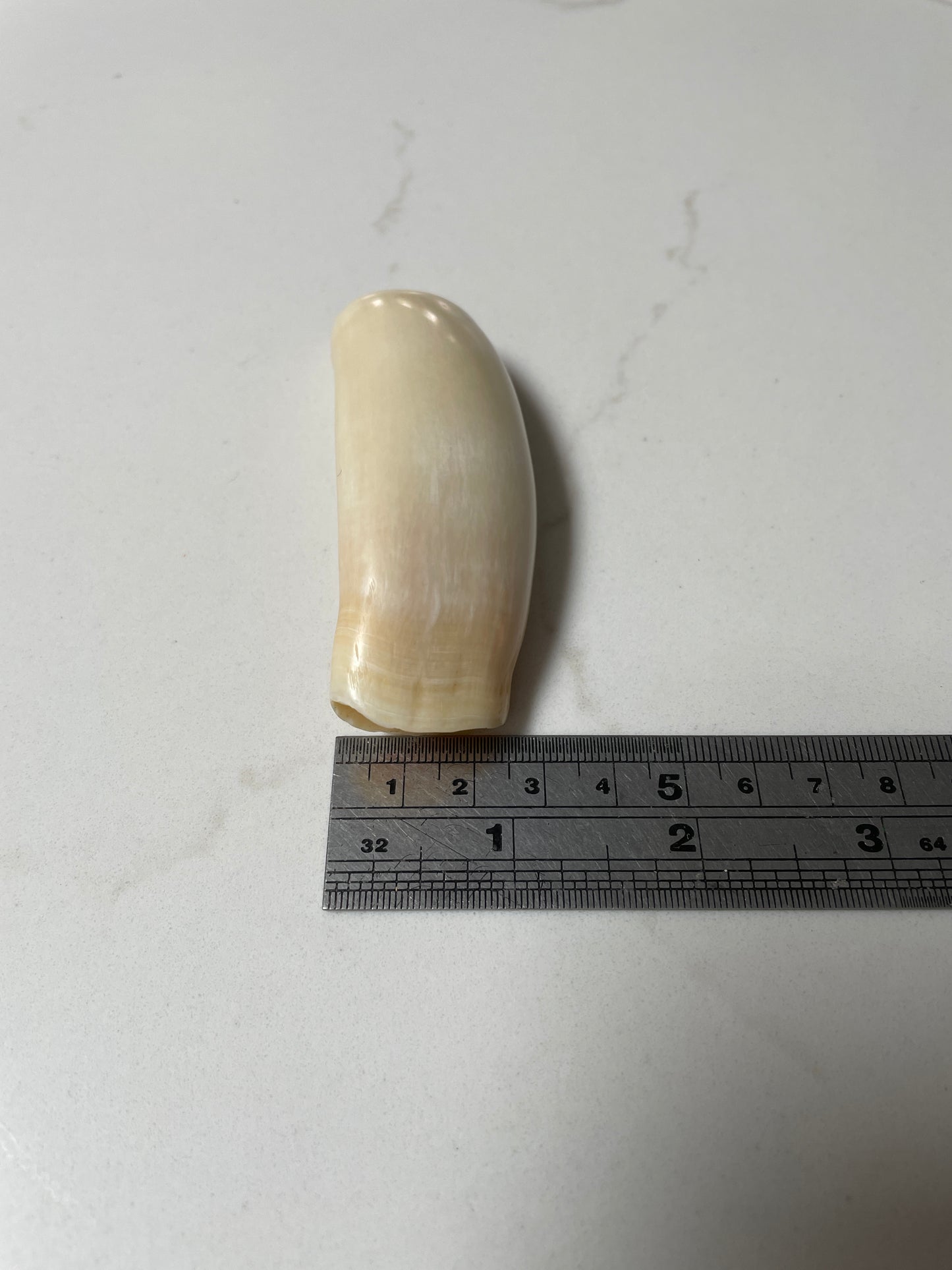 Sperm Whale Tooth