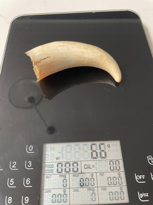 Sperm Whale Tooth