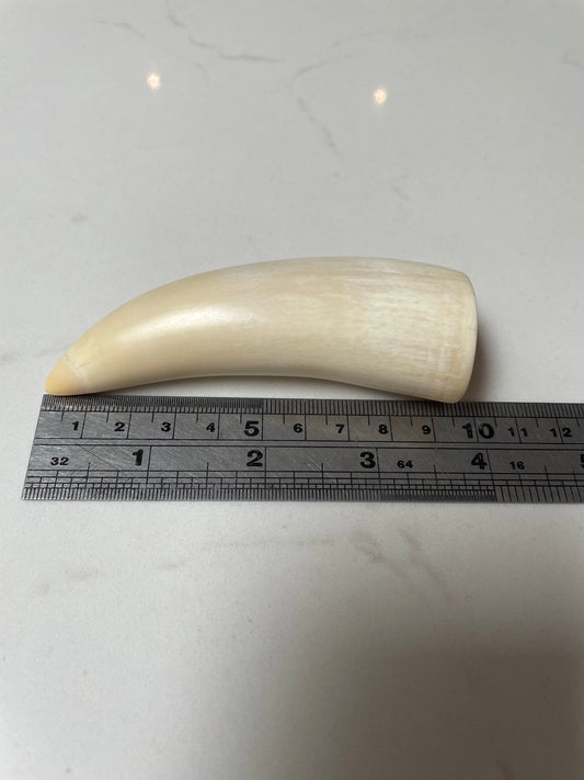 Sperm Whale Tooth 8