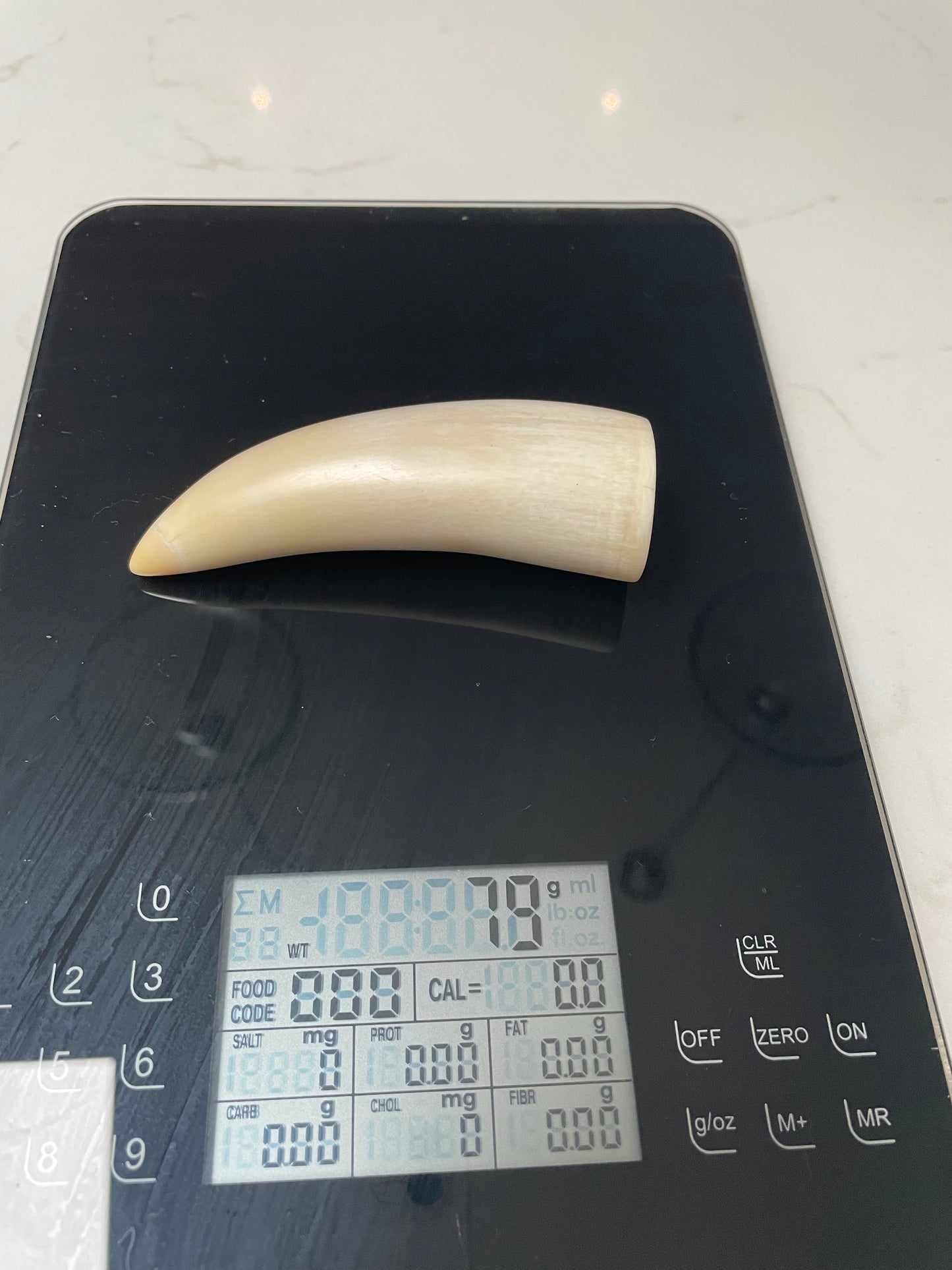 Sperm Whale Tooth 8