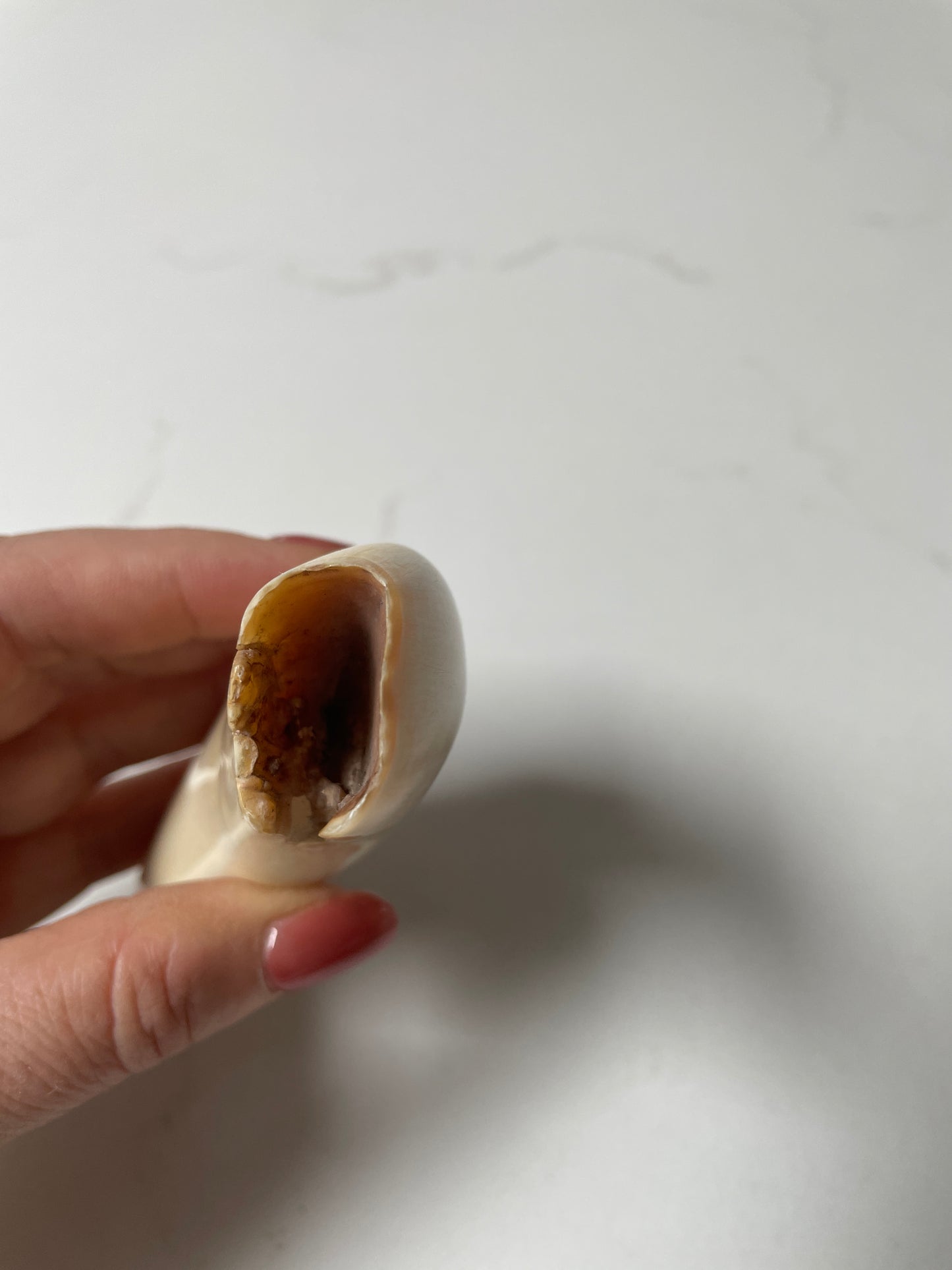 Sperm Whale Tooth