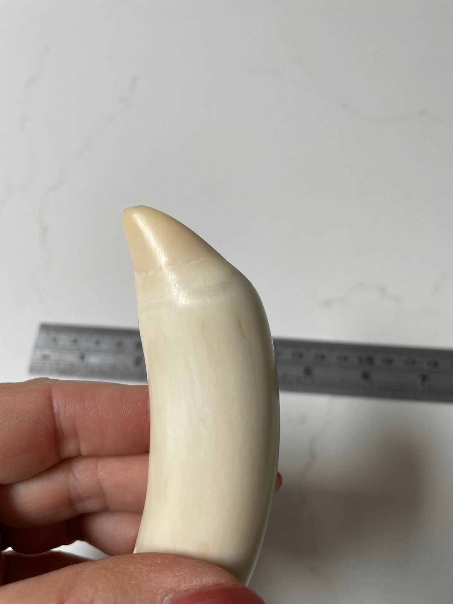 Sperm Whale Tooth