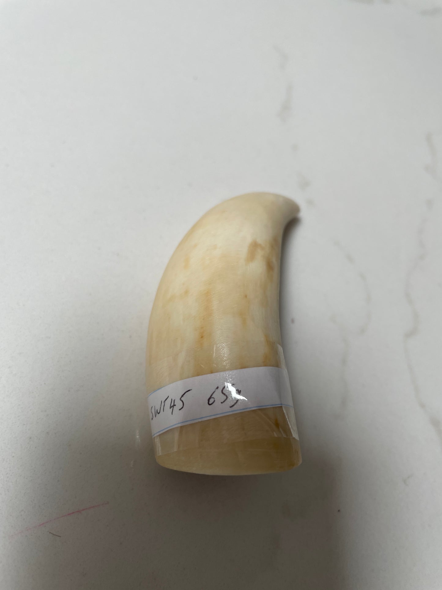 Unpolishe Sperm Whale Tooth