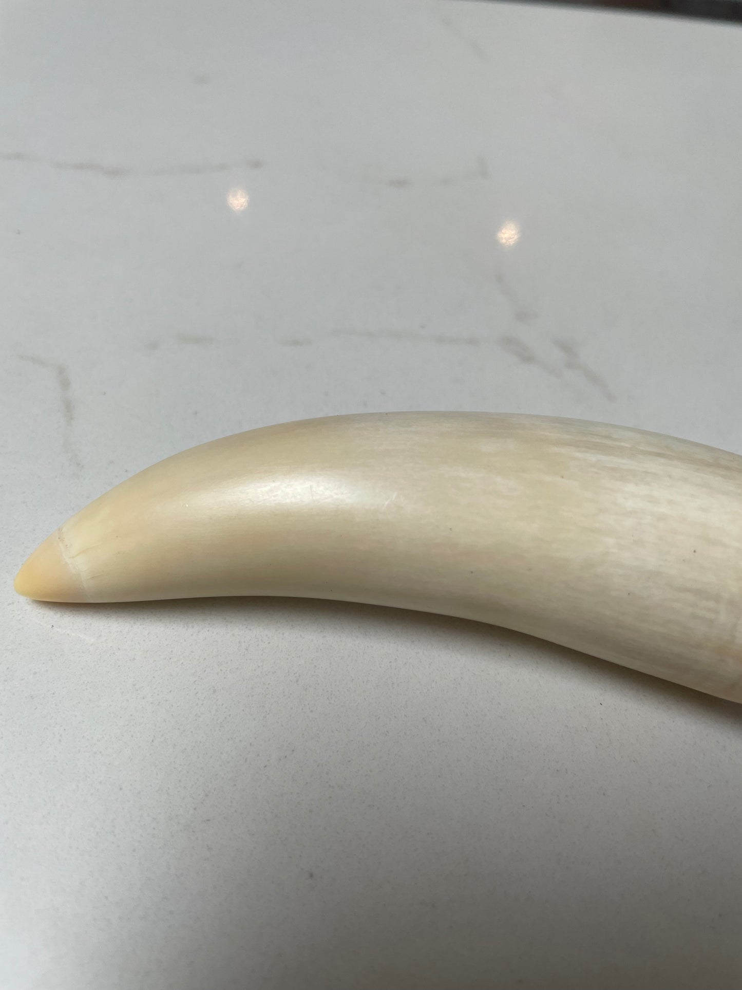 Sperm Whale Tooth 8