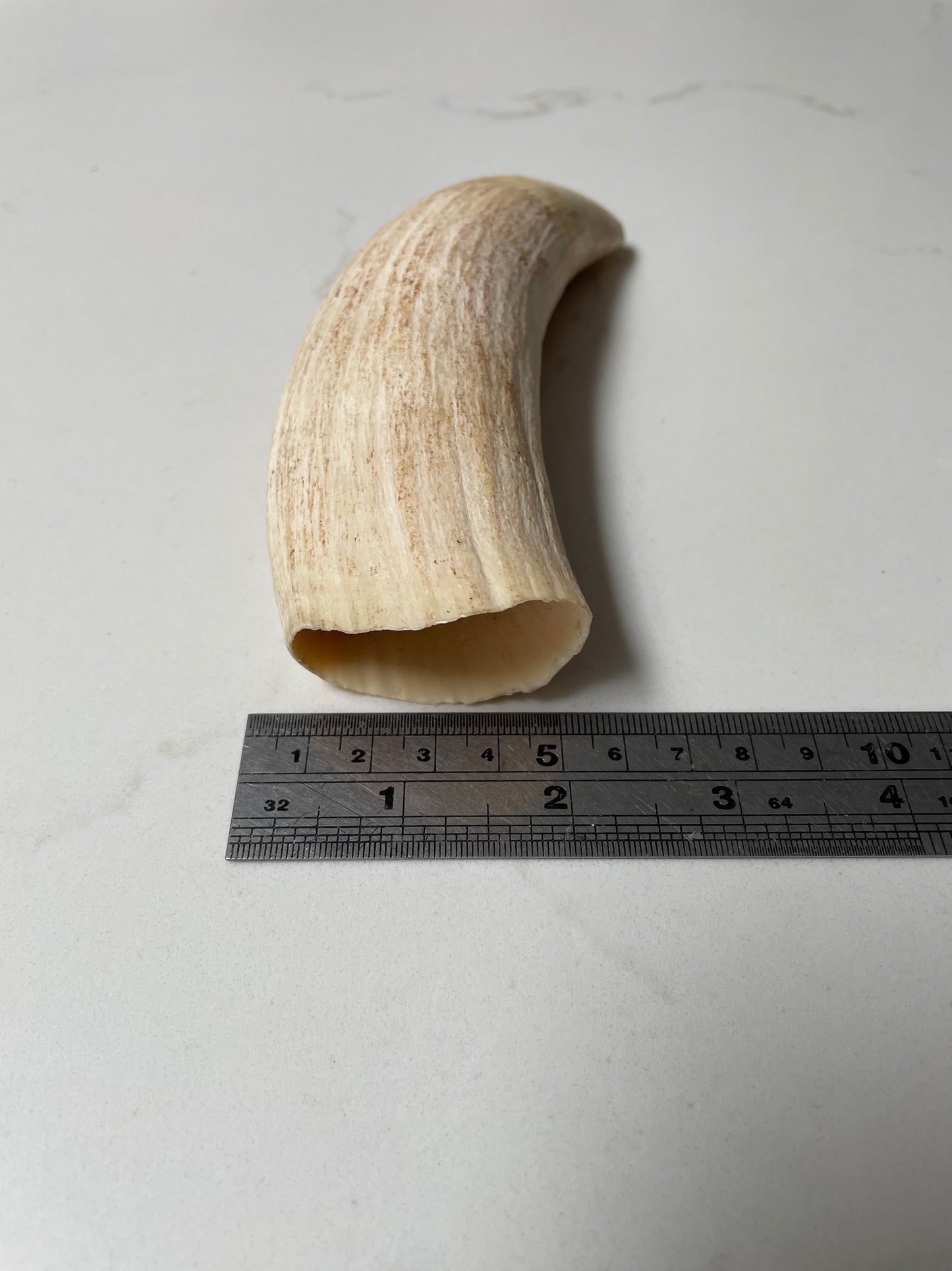 Sperm Whale Tooth