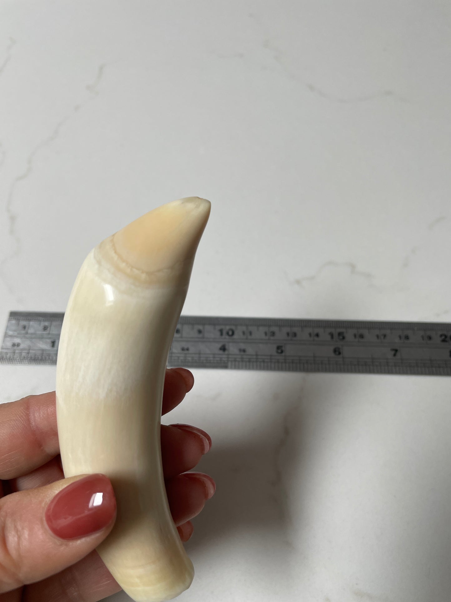 Sperm Whale Tooth