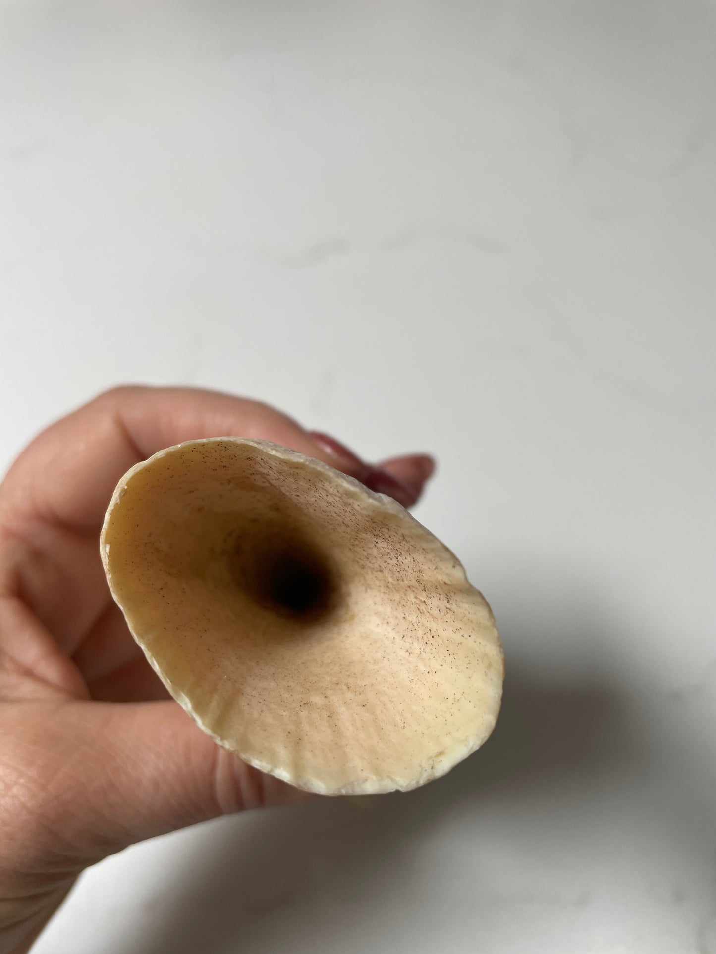 Sperm Whale Tooth