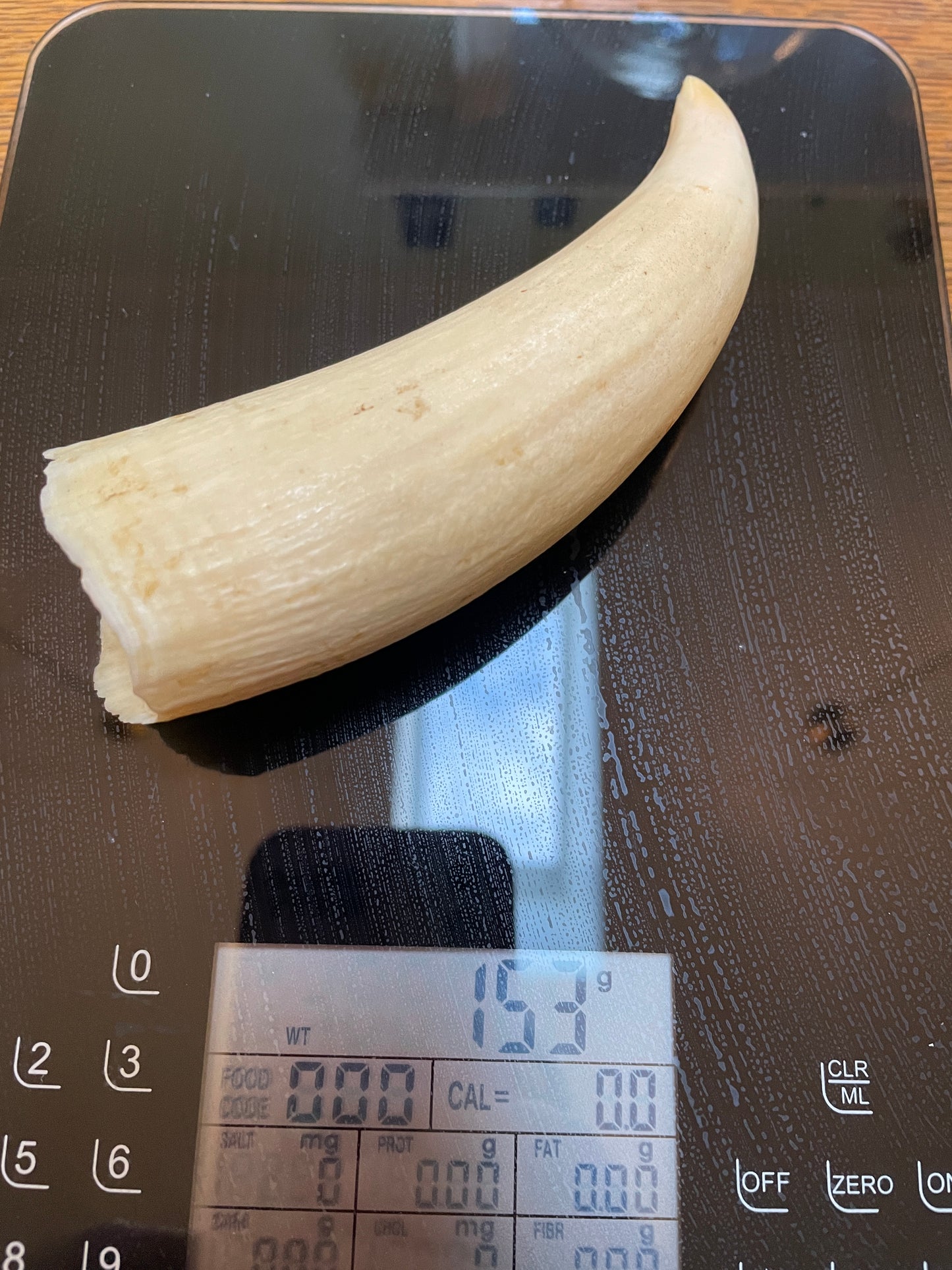 Unpolished Curved Sperm Whale Tooth
