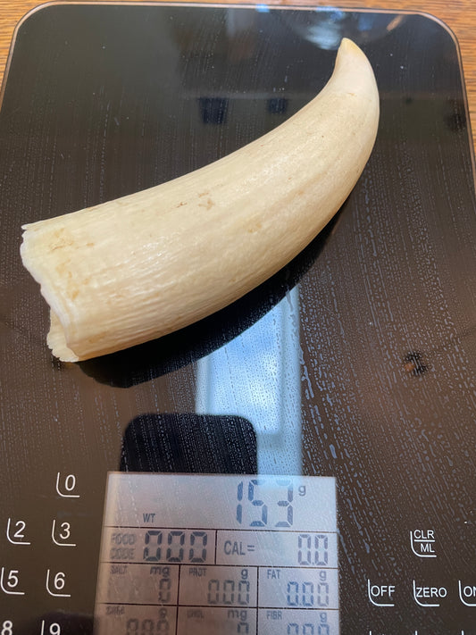 Unpolished Curved Sperm Whale Tooth