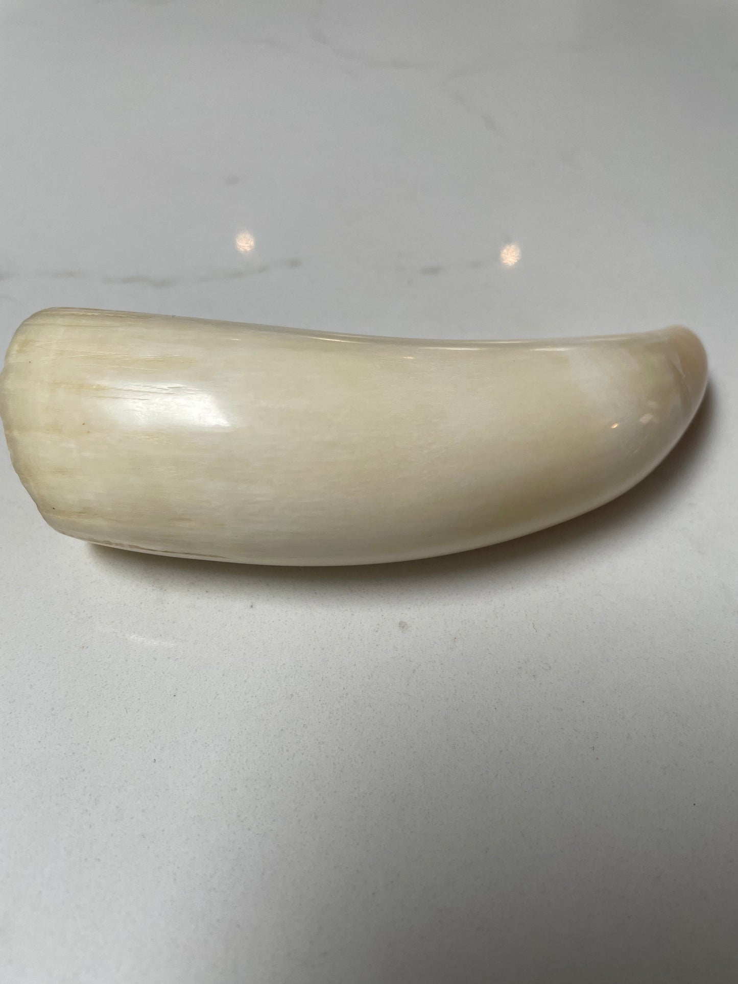 Sperm Whale Tooth SWT 7