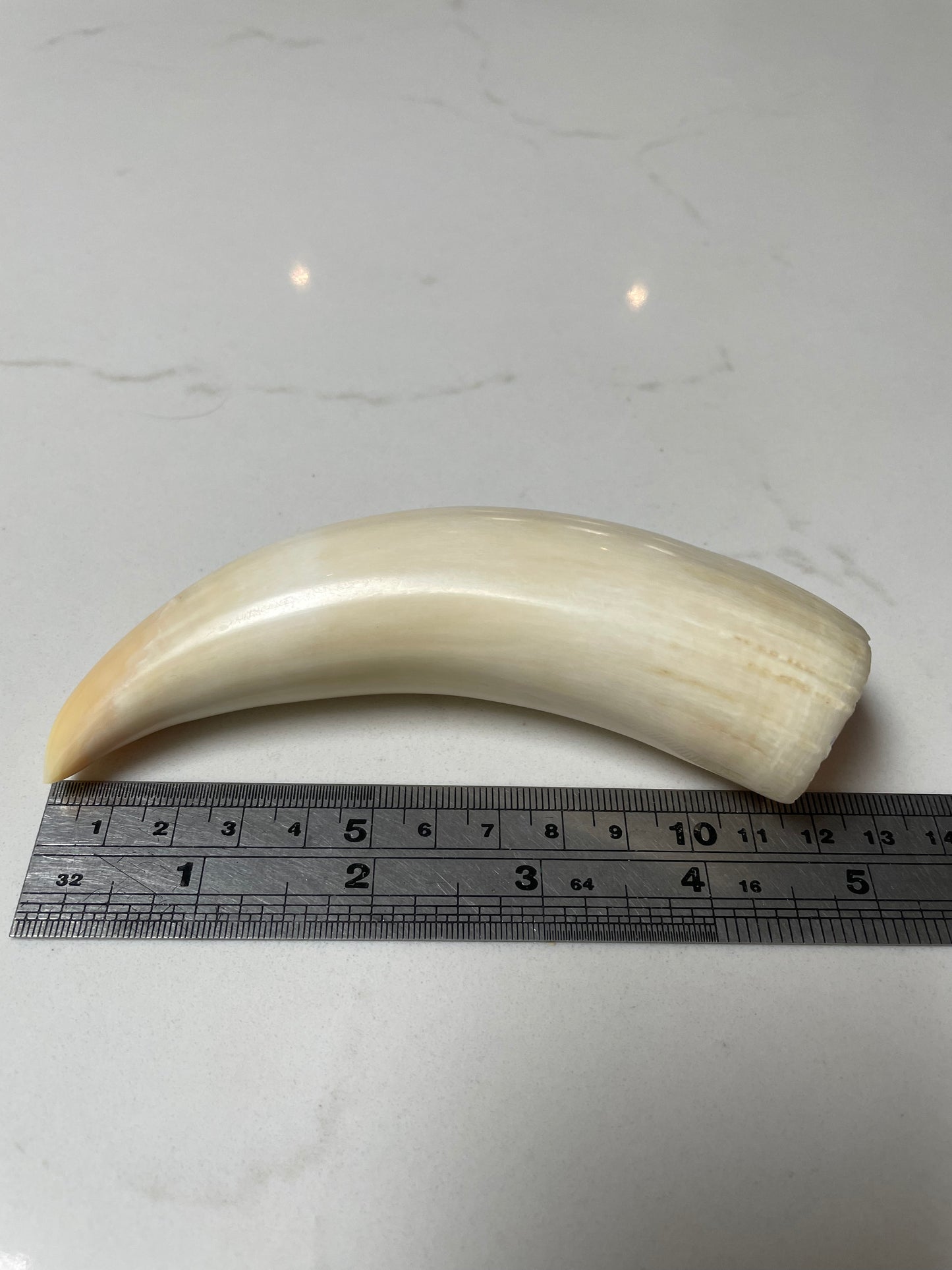 Sperm Whale Tooth SWT 7