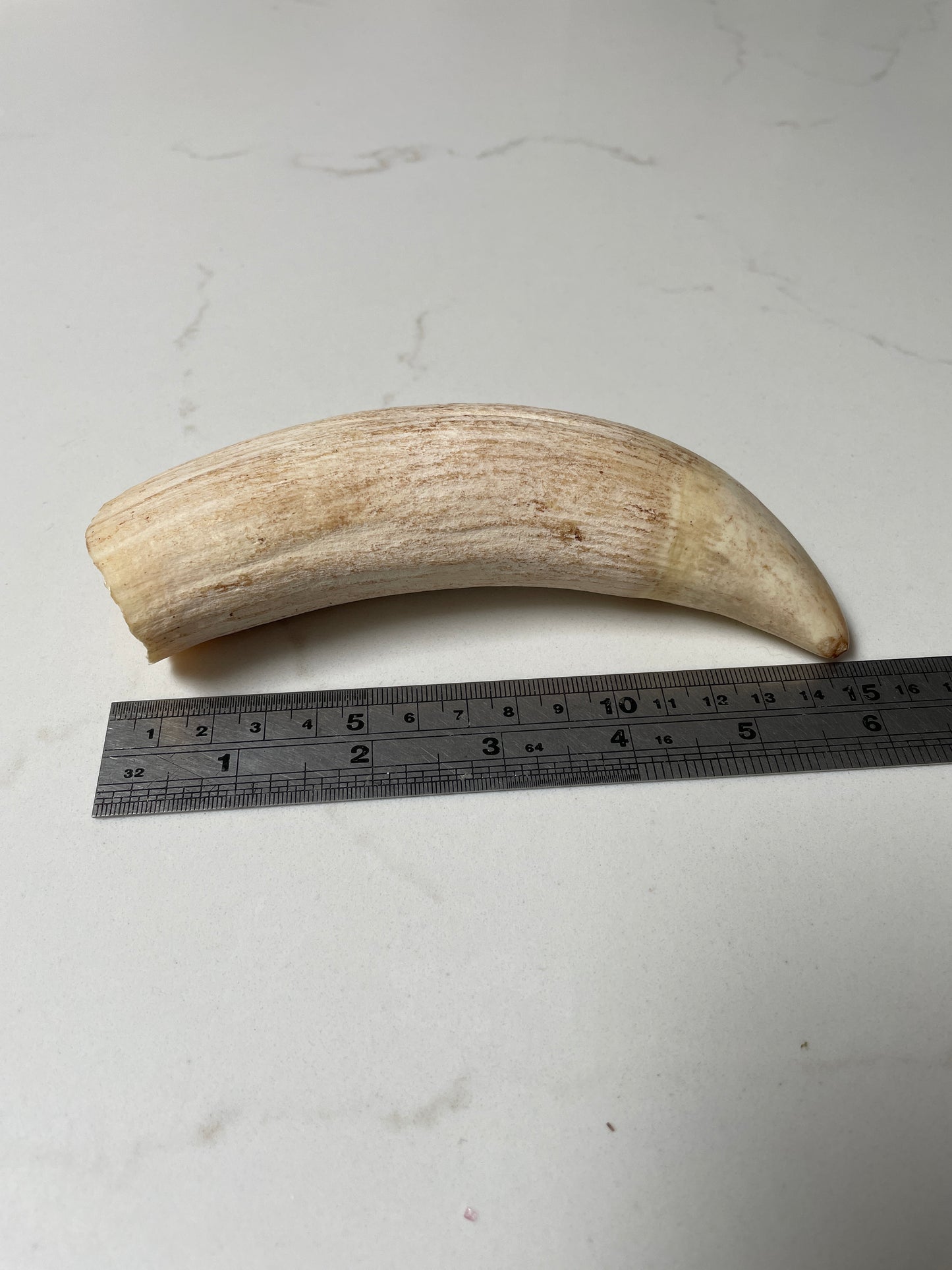 Sperm Whale Tooth