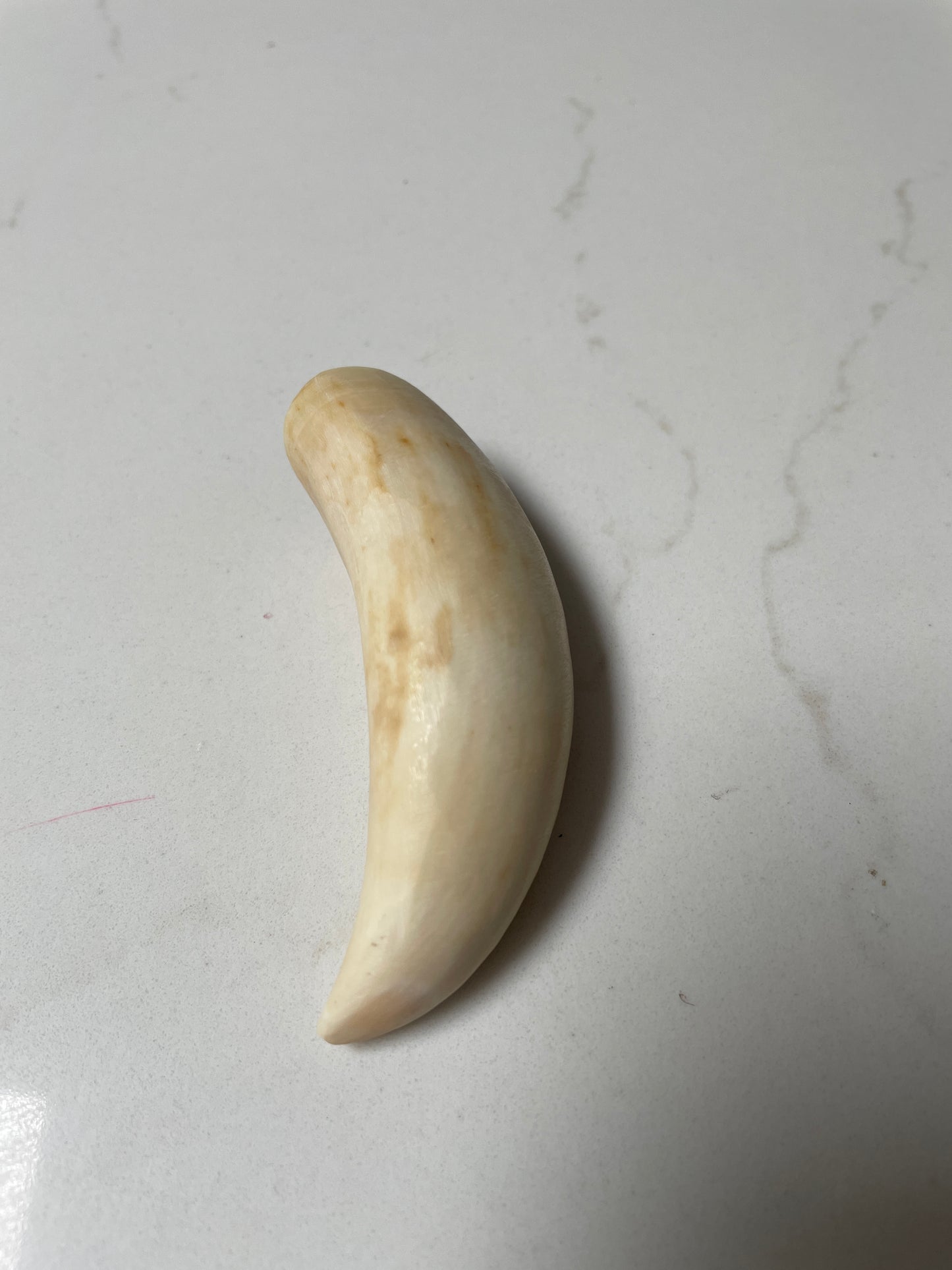 Unpolishe Sperm Whale Tooth