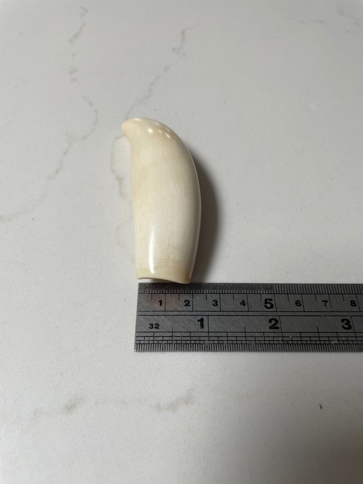 Sperm Whale Tooth