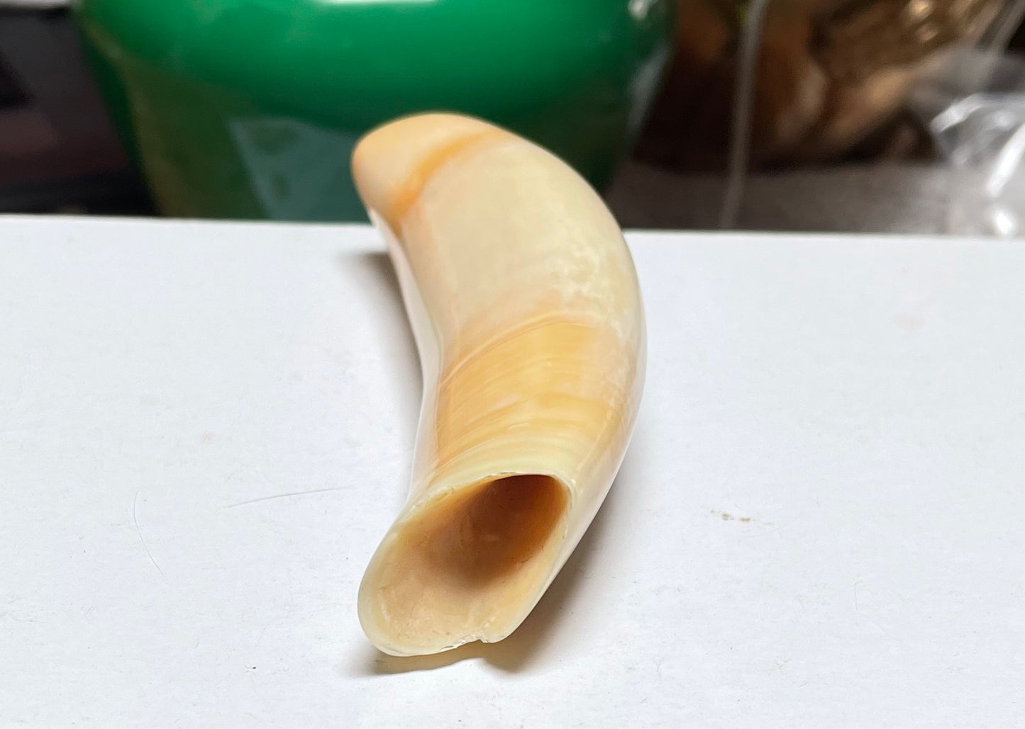 Sperm Whale Tooth