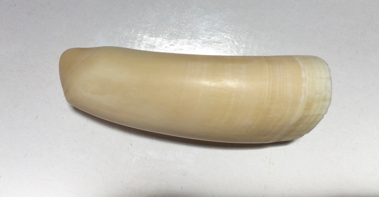 Whale Tooth