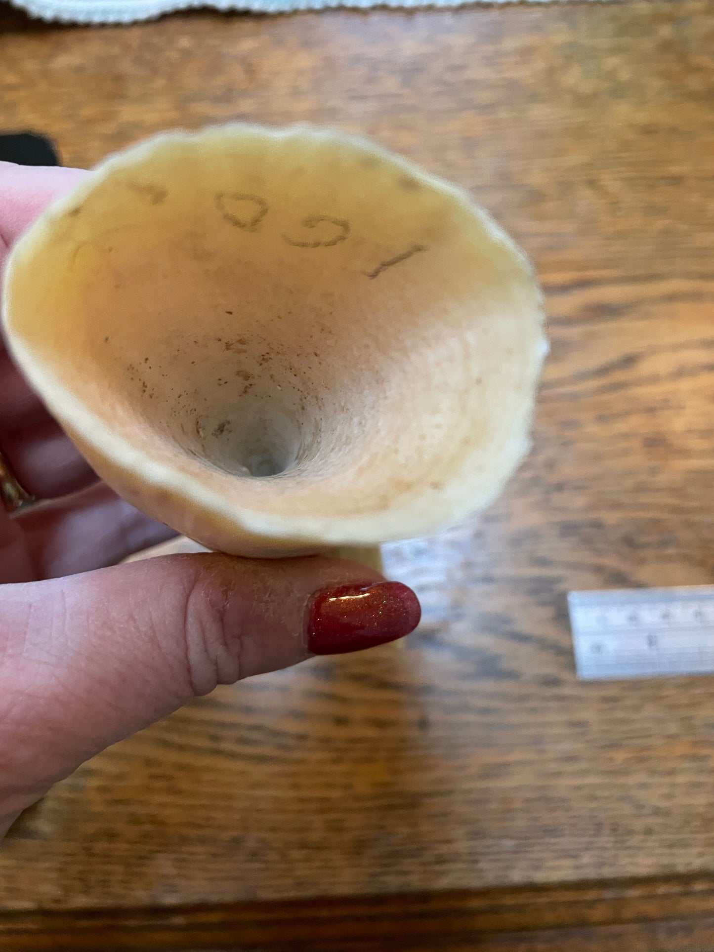 Large Unpolished Curved Sperm Whale Tooth