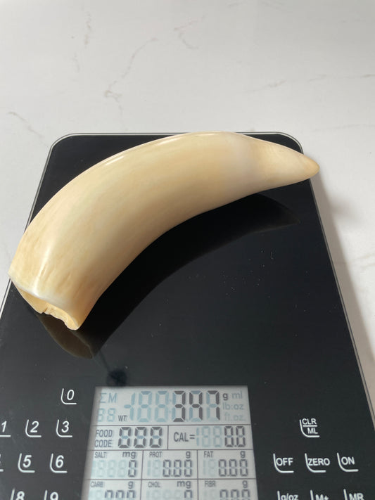 Large Polished Sperm Whale Tooth