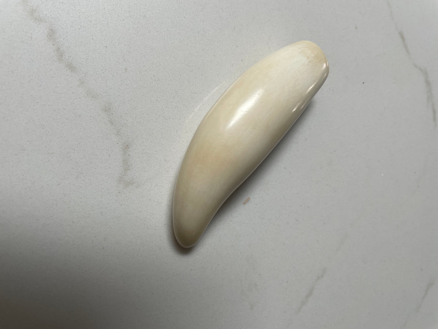 Sperm Whale Tooth