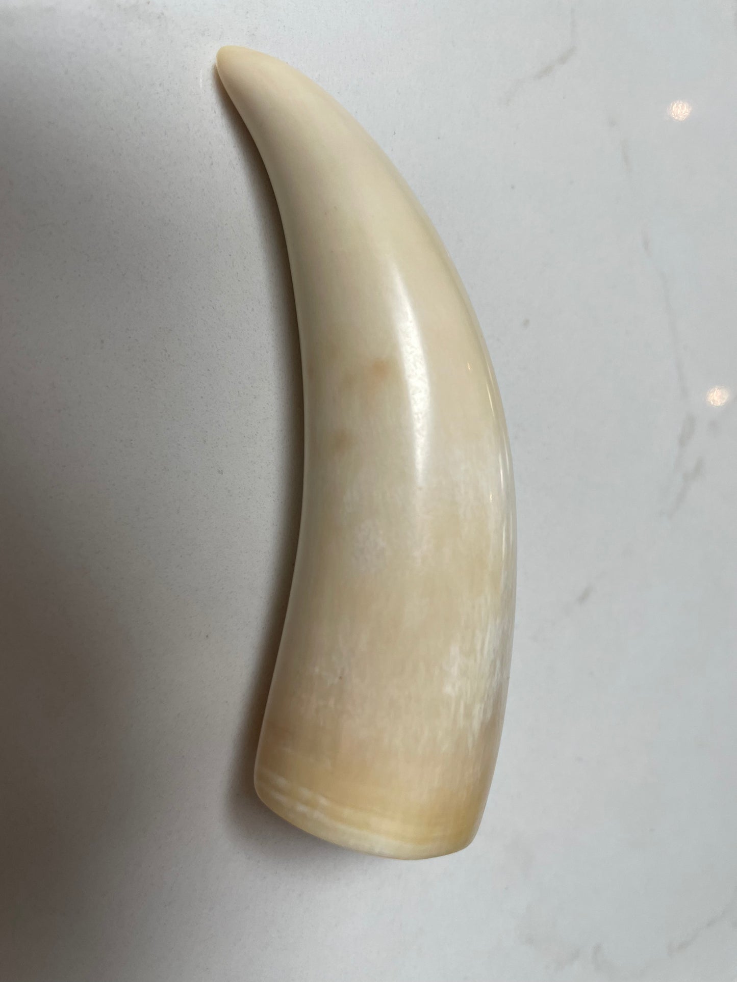 Sperm Whale Tooth SWT 6