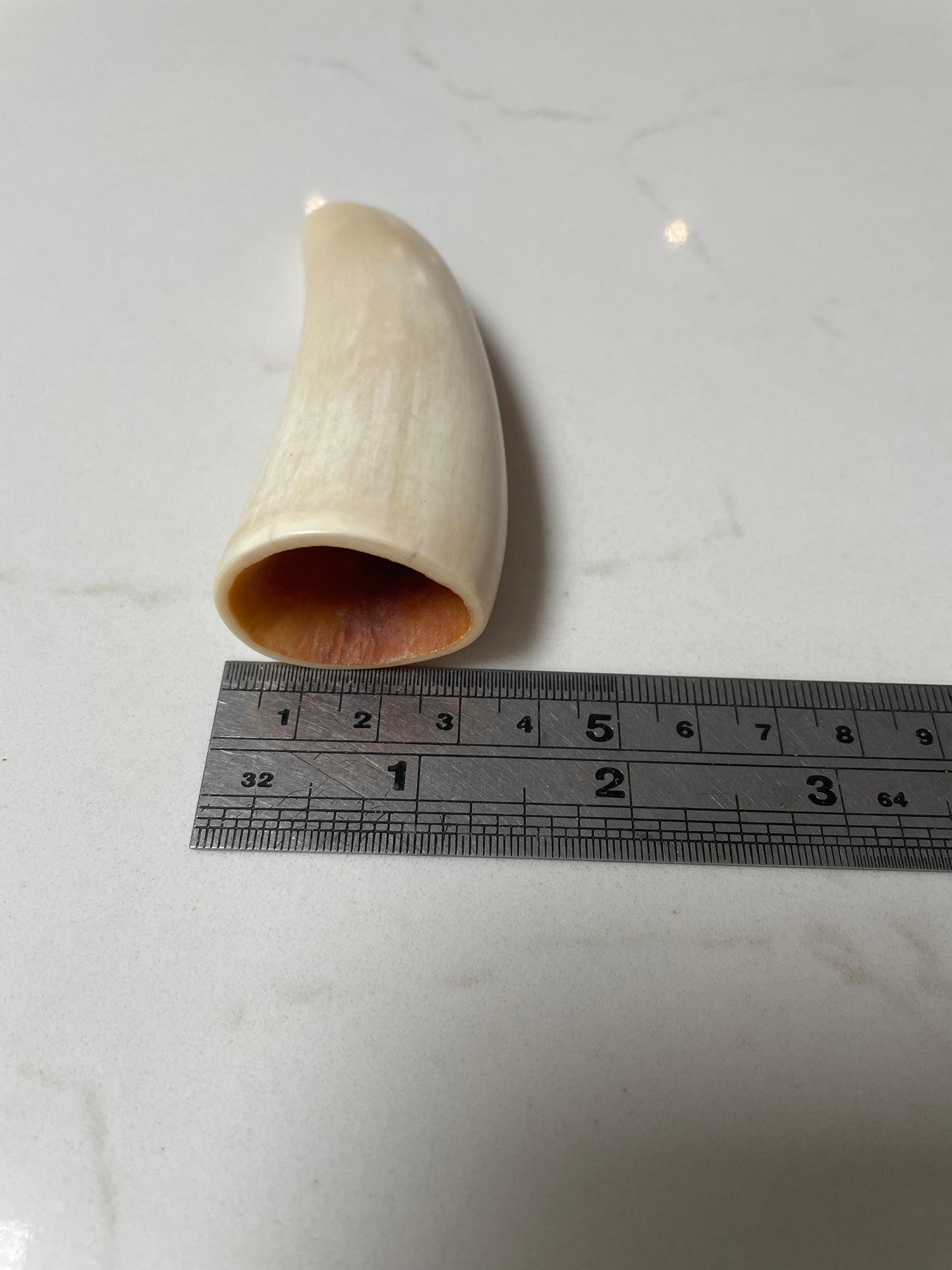 Sperm Whale Tooth 8