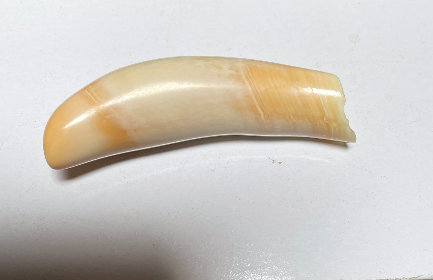 Sperm Whale Tooth