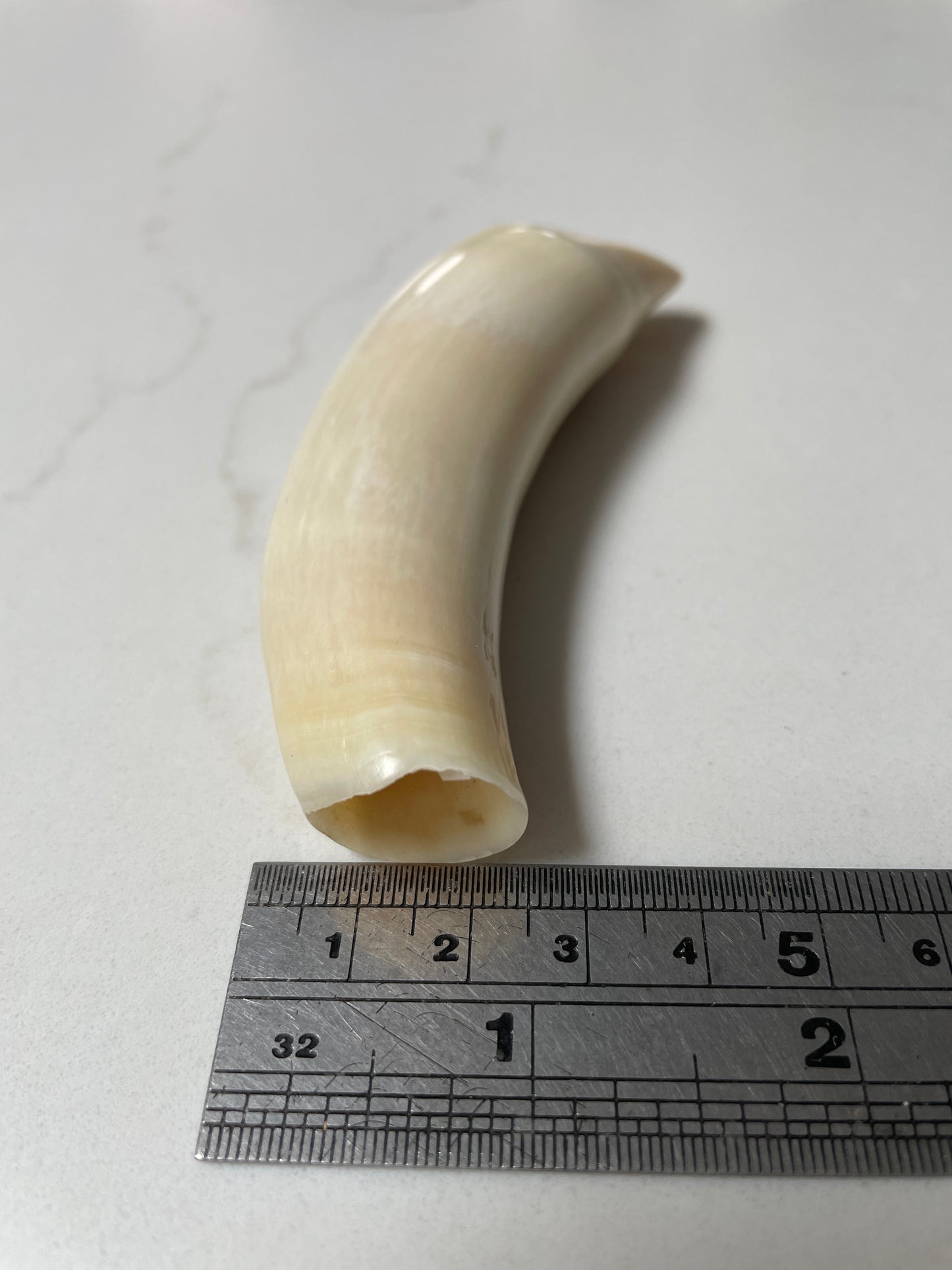 Sperm Whale Tooth