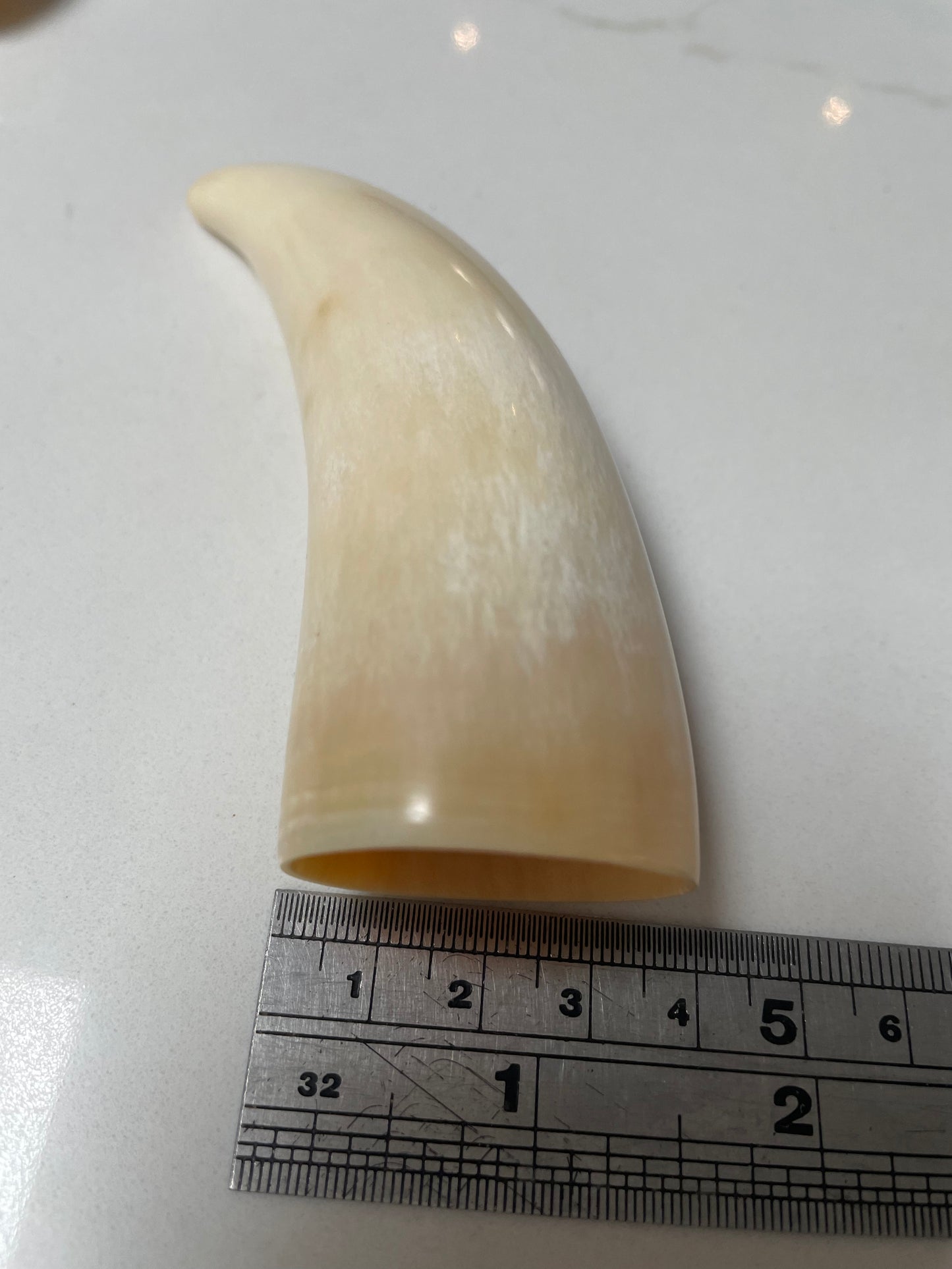 Sperm Whale Tooth SWT 6