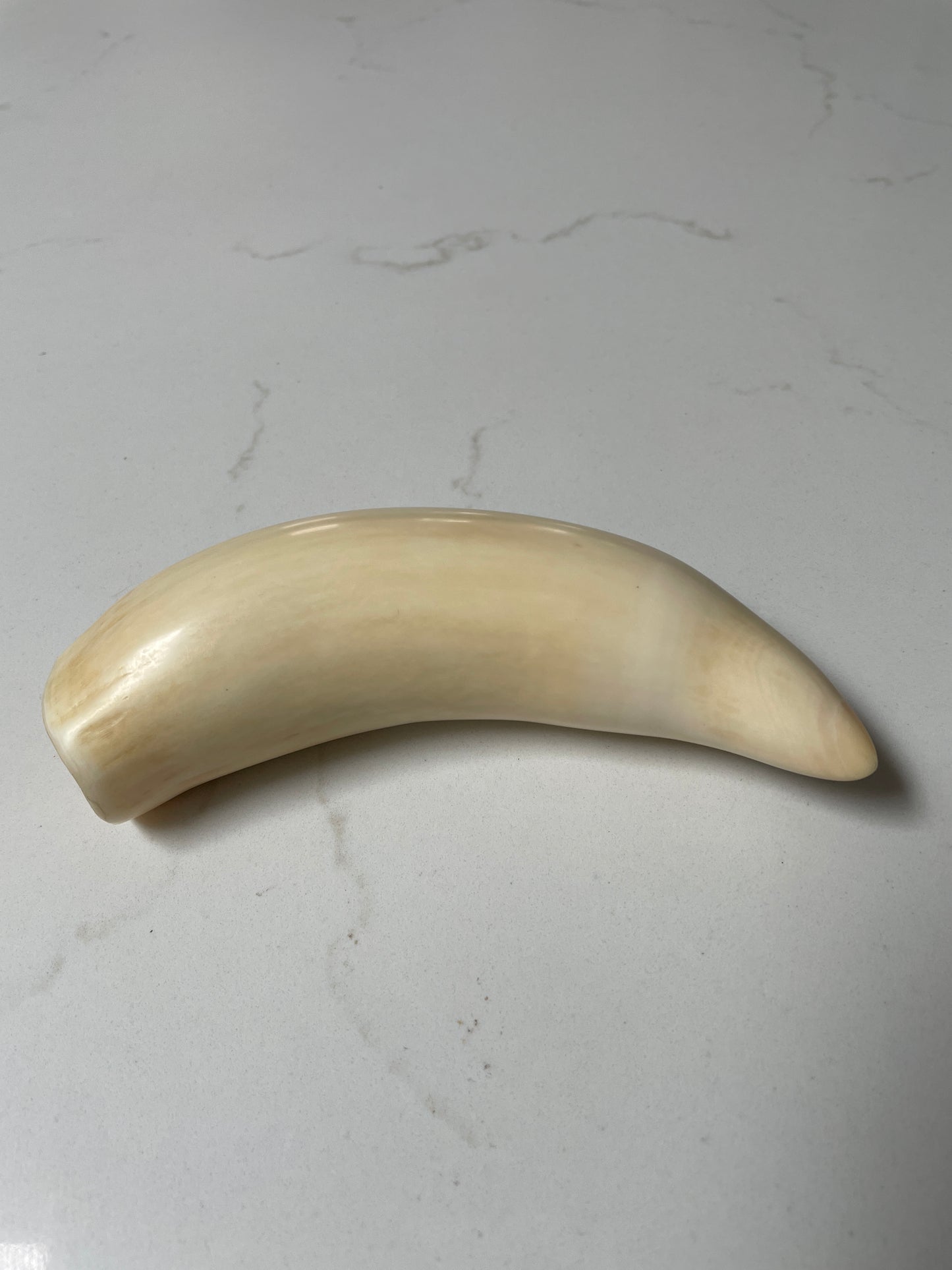 Large Polished Sperm Whale Tooth