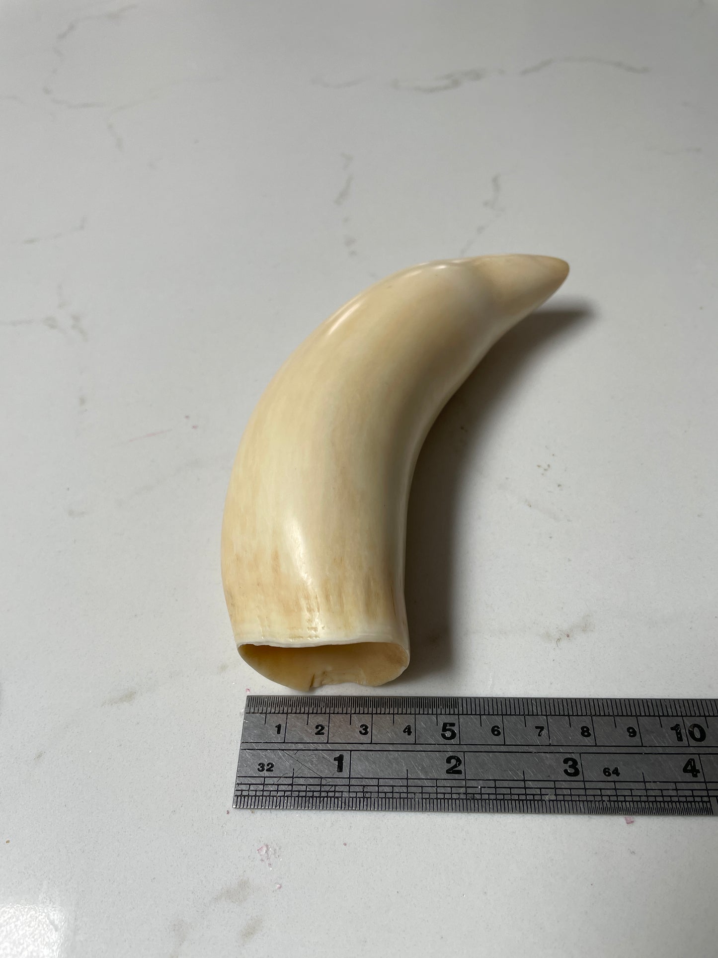 Large Polished Sperm Whale Tooth