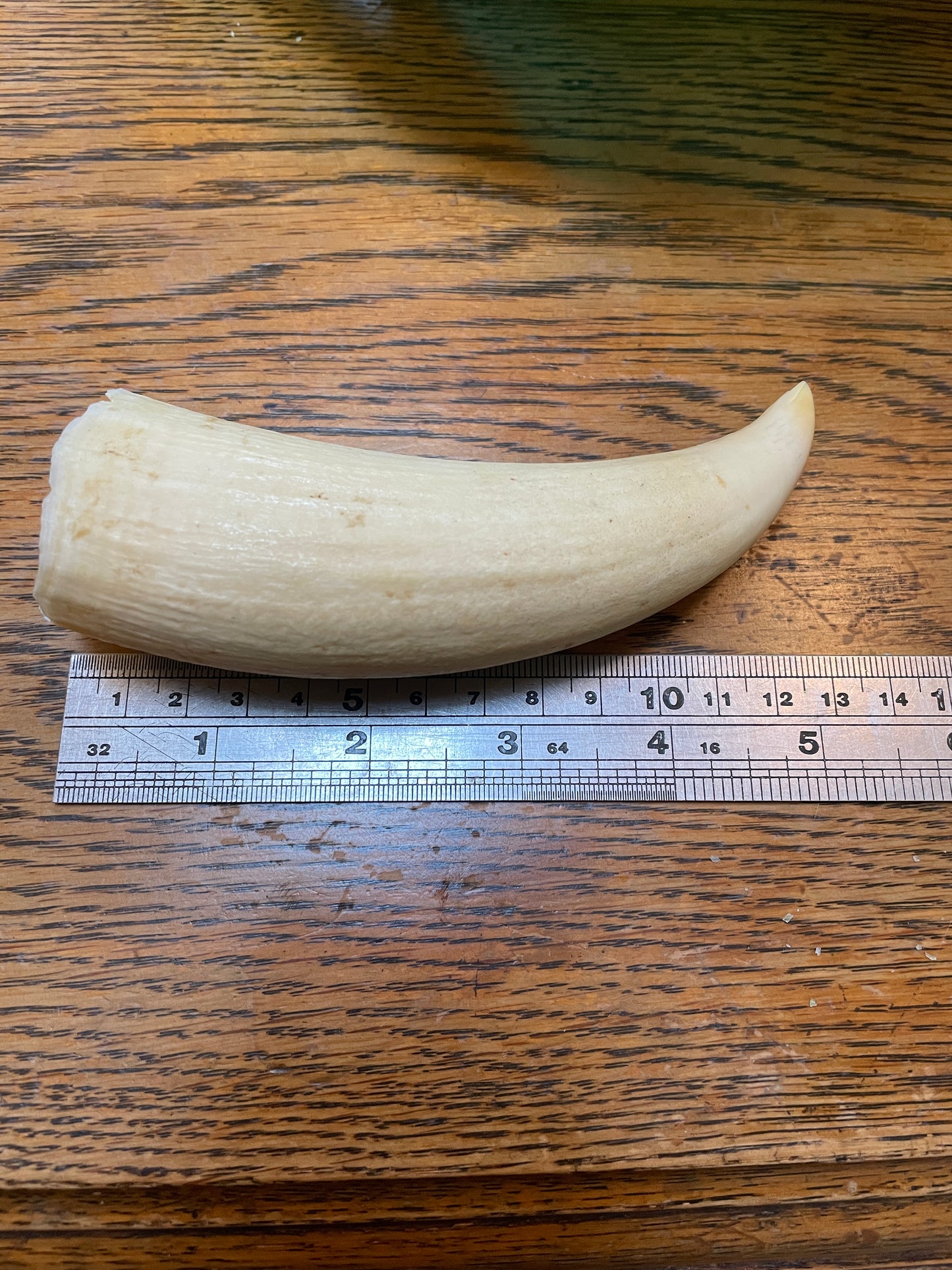 Unpolished Curved Sperm Whale Tooth