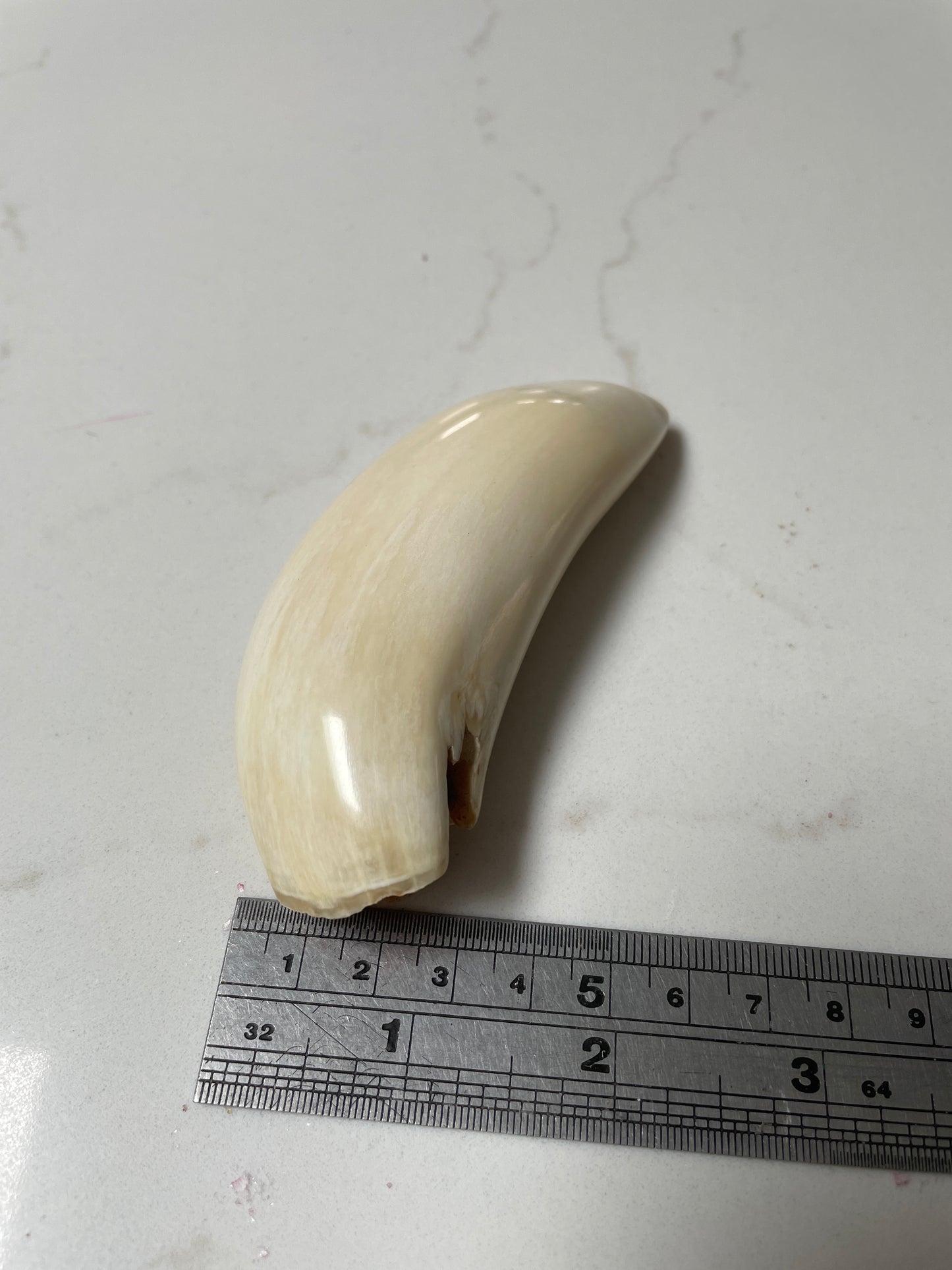 Sperm Whale Tooth