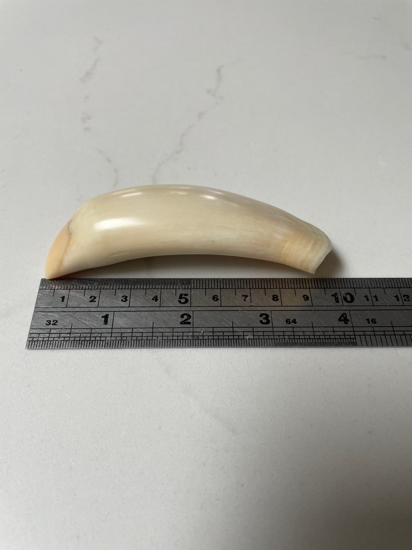 Sperm Whale Tooth