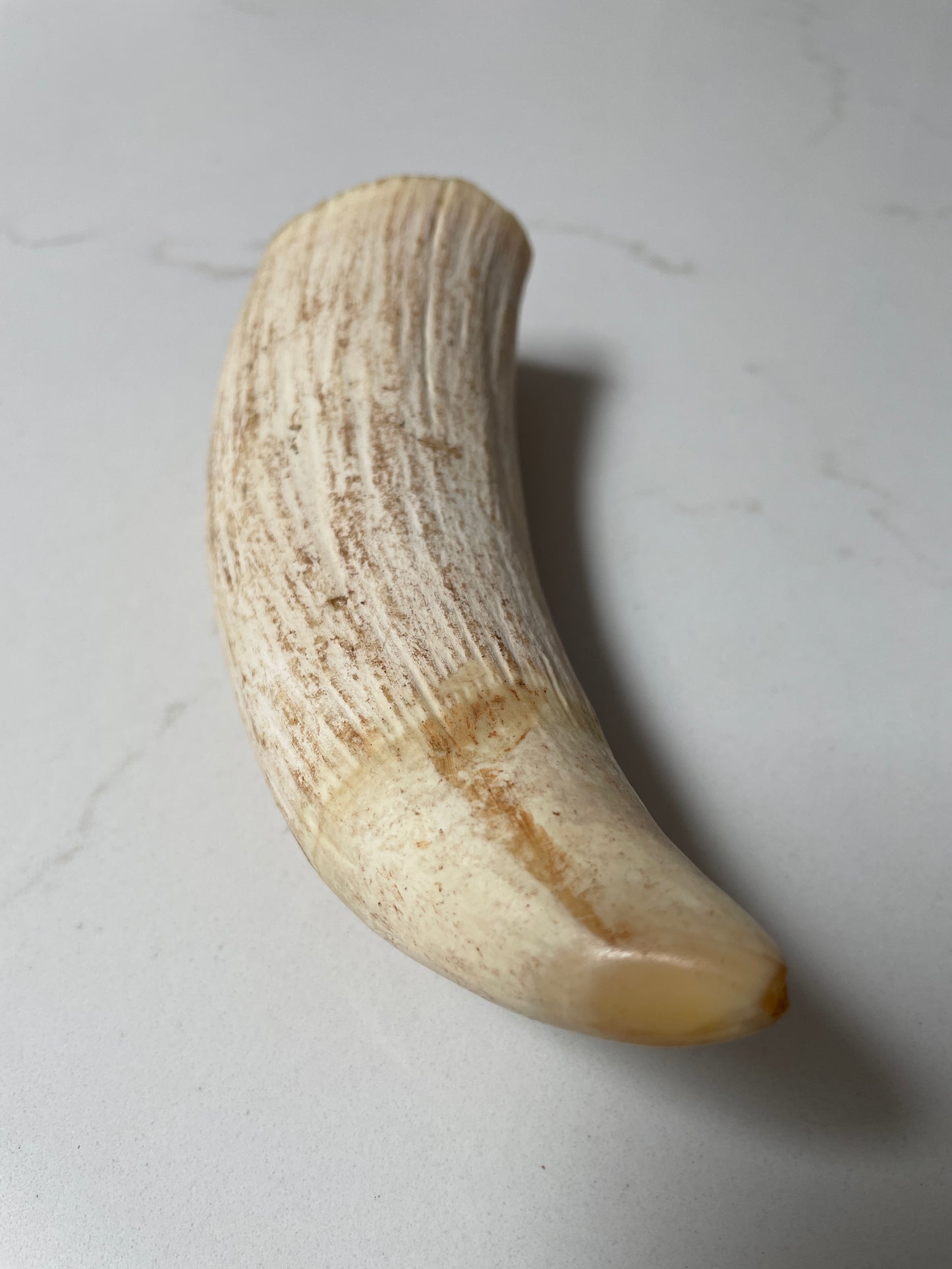 Sperm Whale Tooth