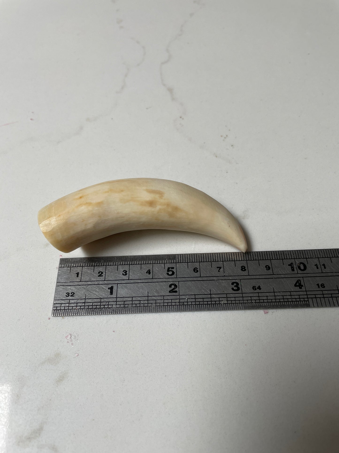 Unpolishe Sperm Whale Tooth