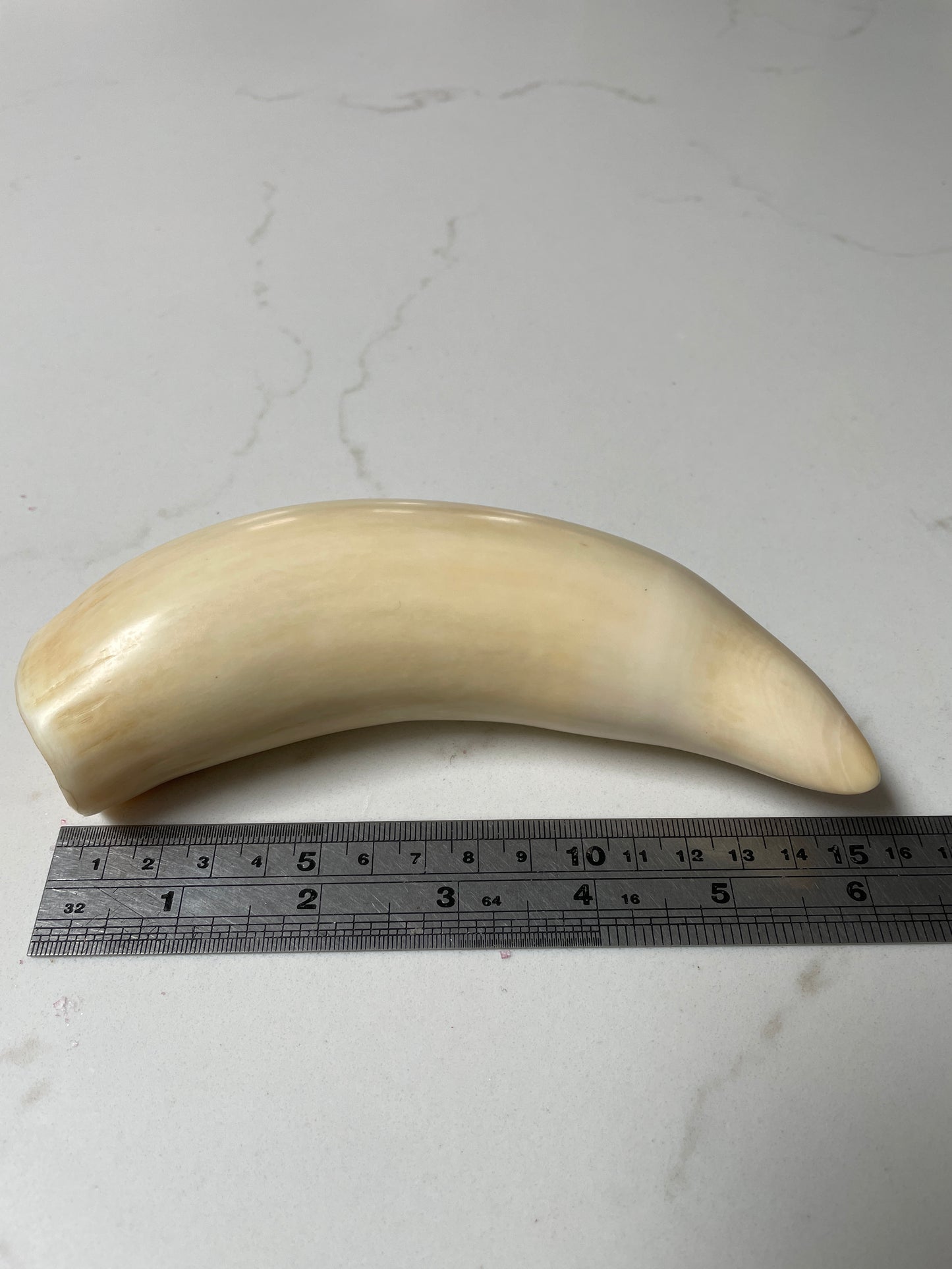 Large Polished Sperm Whale Tooth